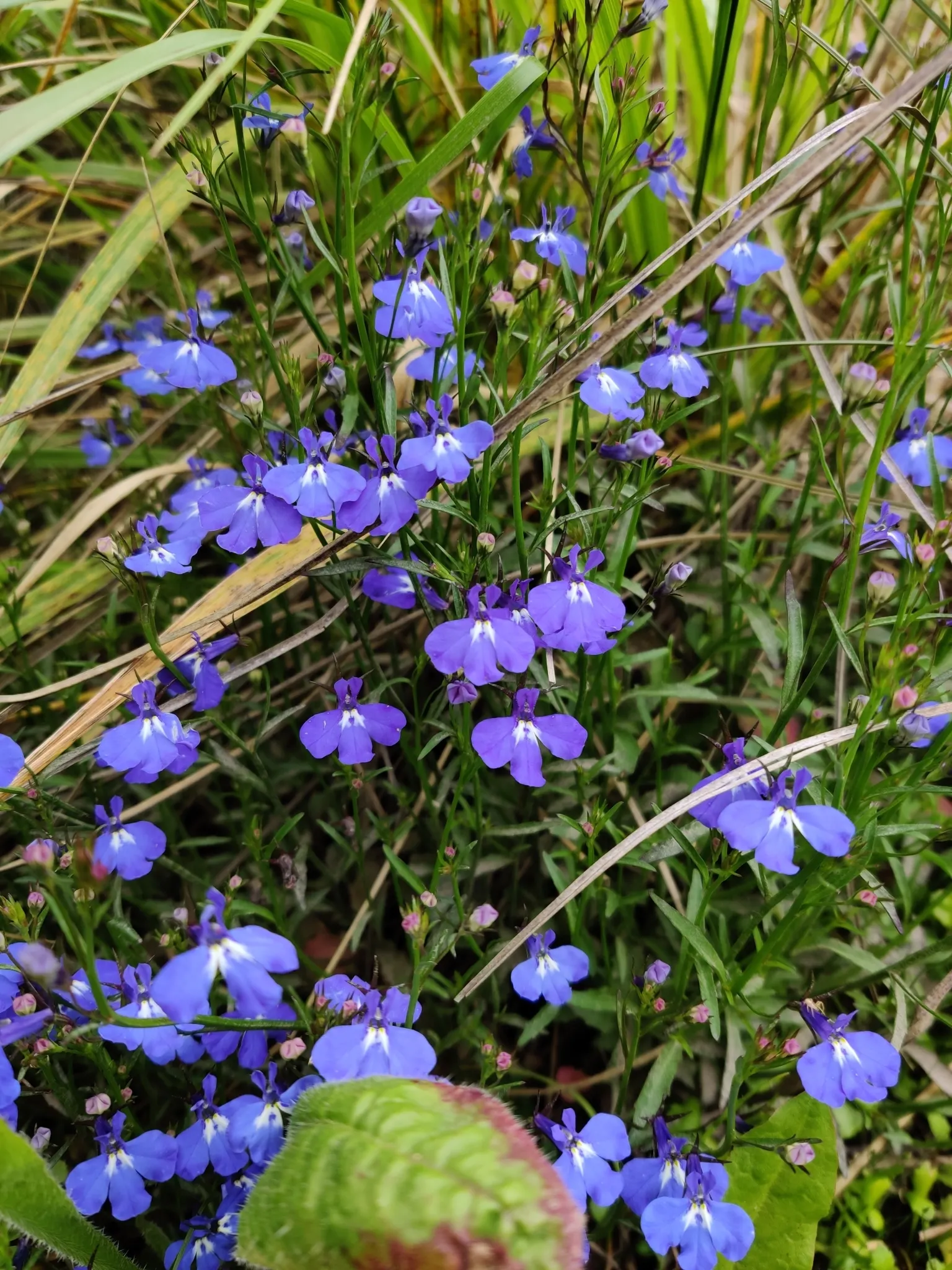 Lobelia (Lobelia Erinus) — commonly referred to as Lobelia; enjoys consistent moisture, image 56