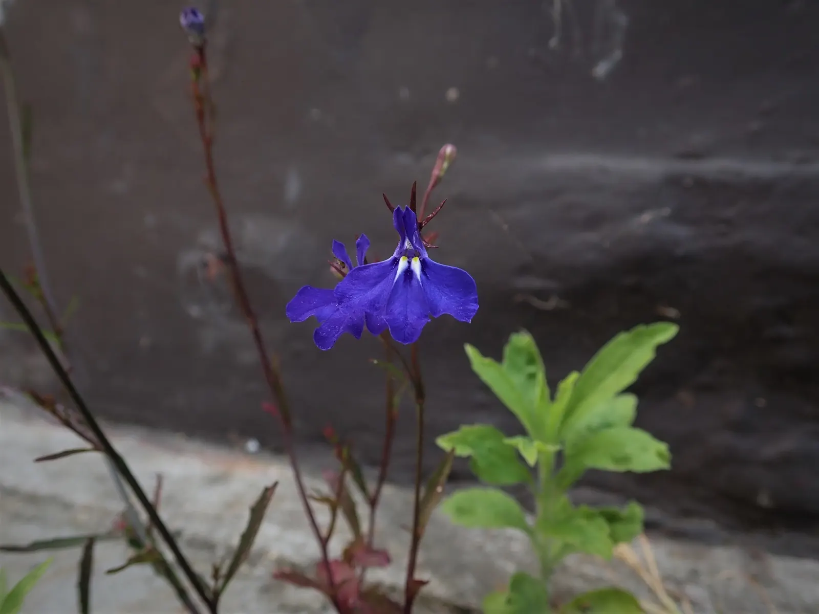 Lobelia (Lobelia Erinus) — Lobelia erinus requires regular watering, especially during dry periods, to maintain its lush appearance; showcasing a, image 64