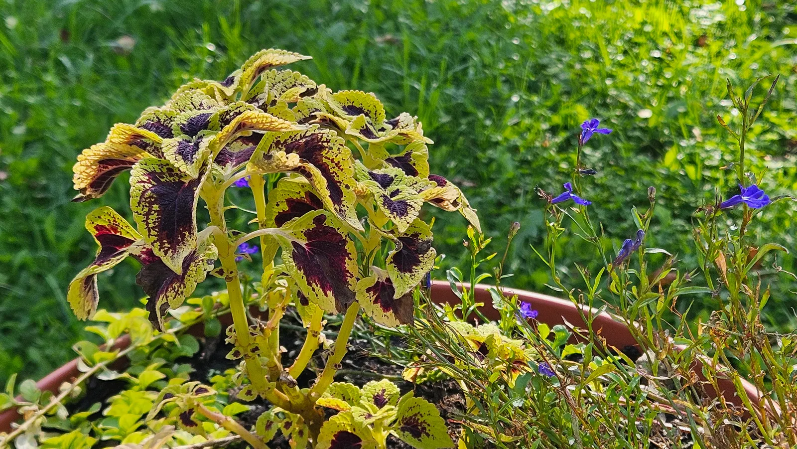 Lobelia (Lobelia Erinus) — enjoys consistent moisture; commonly referred to as Lobelia, image 173