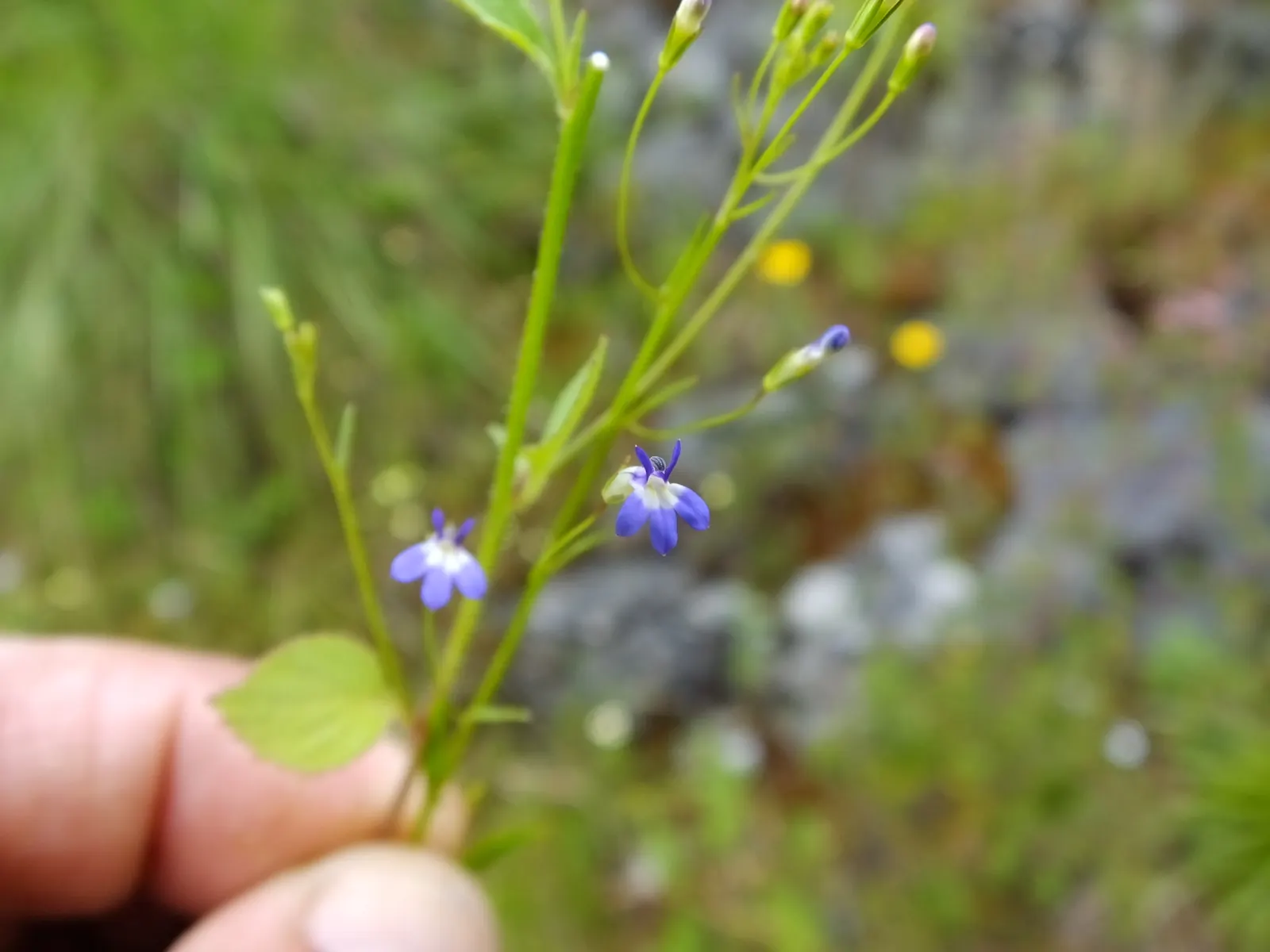 Lobelia (Lobelia Erinus) — periodic deadheading is recommended to encourage repeated flowering.<br><br>Hardy in USDA Zones 10 to 11; noted for its, image 66