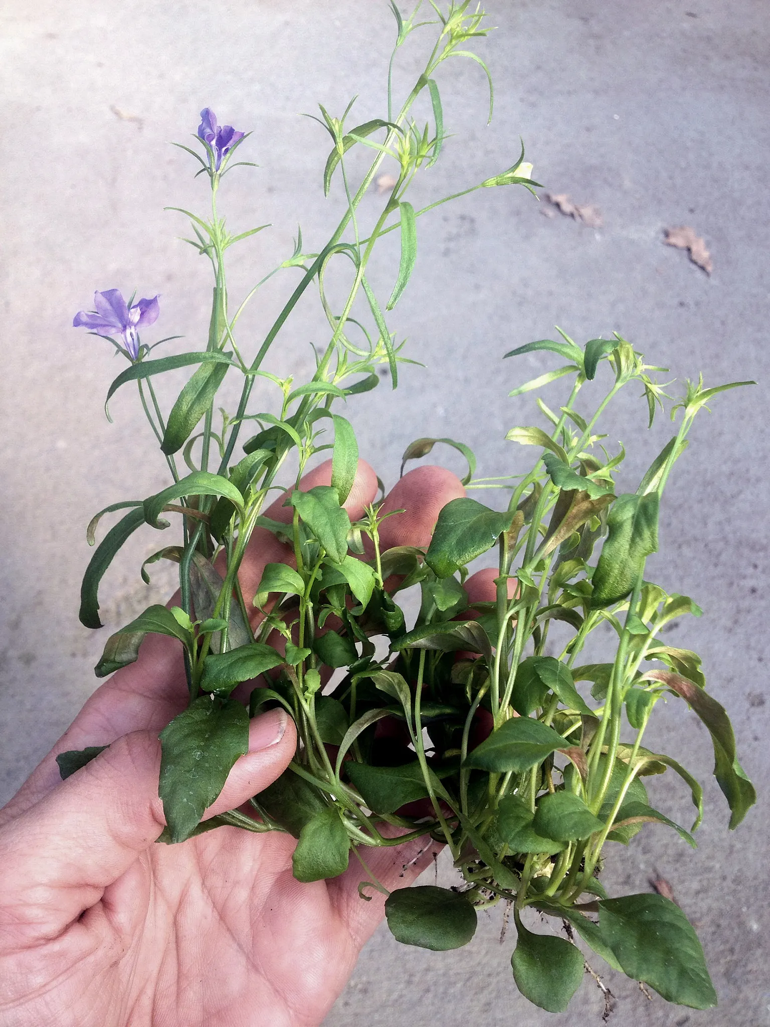 Lobelia (Lobelia Erinus) — In areas with severe winters, they are grown as annuals; in hotter climates, it benefits from afternoon shade to prevent, image 68