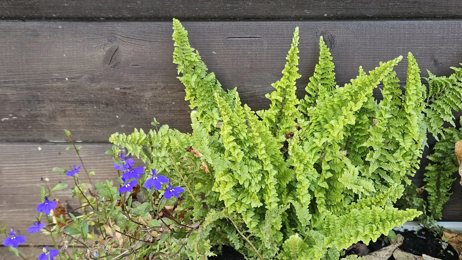 Lobelia (Lobelia Erinus) — flourishes in full sun to part shade; this low-maintenance jewel flourishes in well-drained soil, image 169