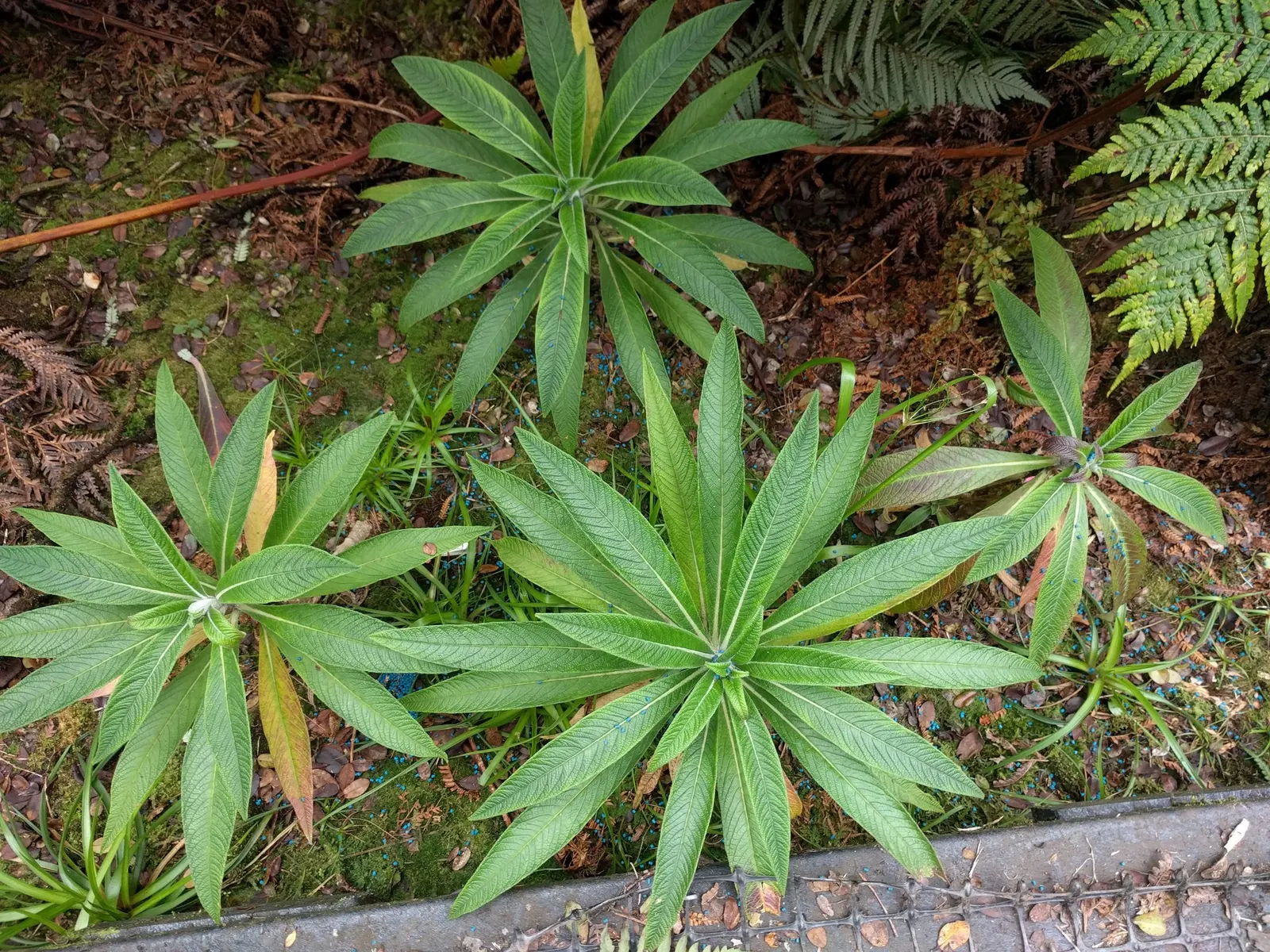 Lobelia (Lobelia Erinus) — it presents a mounded form that works exceptionally well in borders or as an edging plant