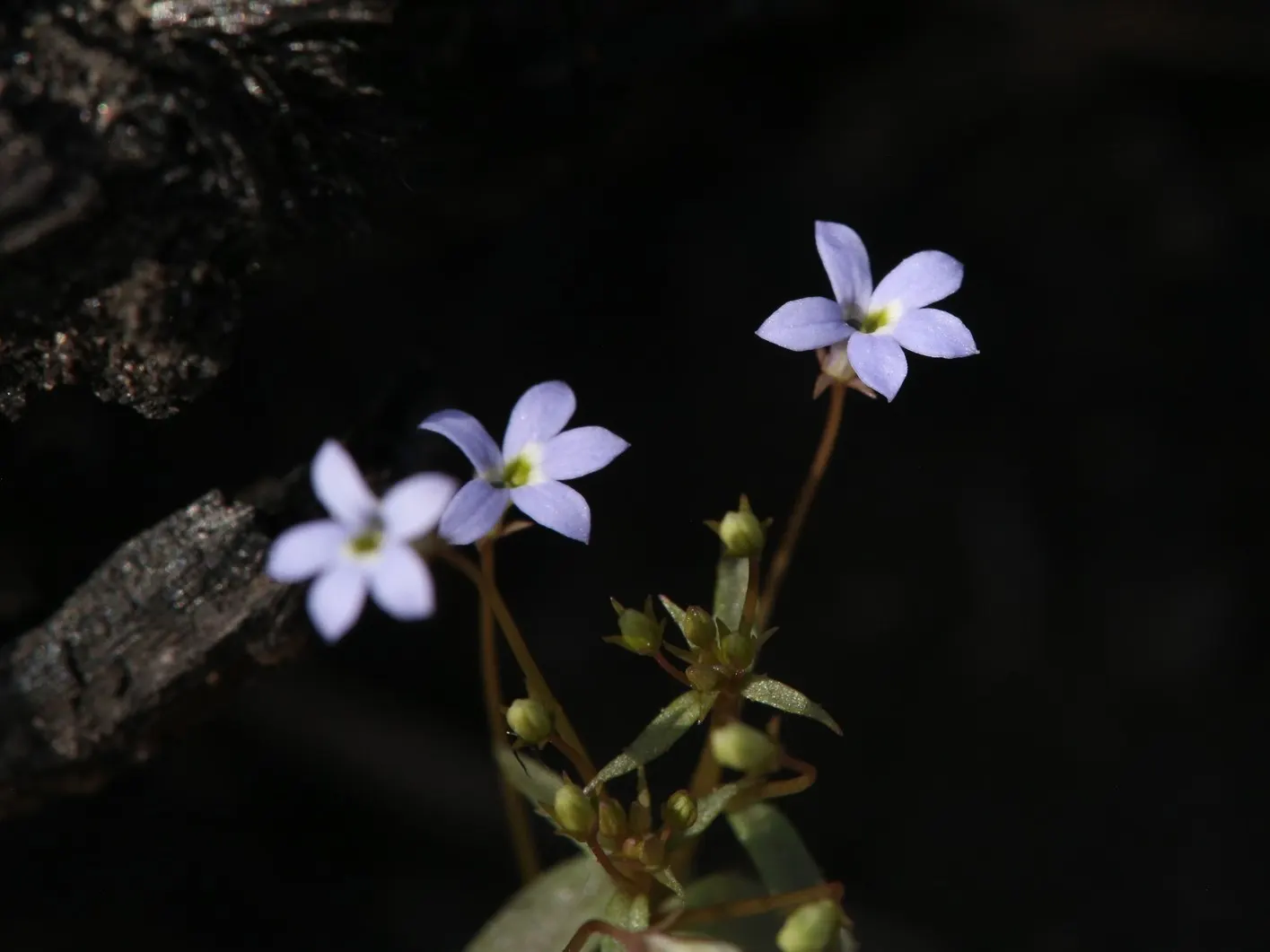 Lobelia (Lobelia Erinus) — showcasing a plethora of tiny
