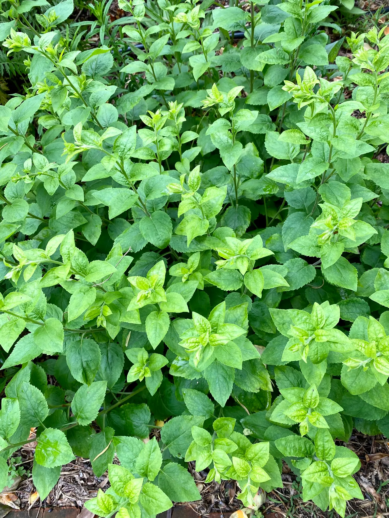 Lobelia (Lobelia Erinus) — This low-maintenance jewel flourishes in well-drained soil; flourishes in full sun to part shade, image 52