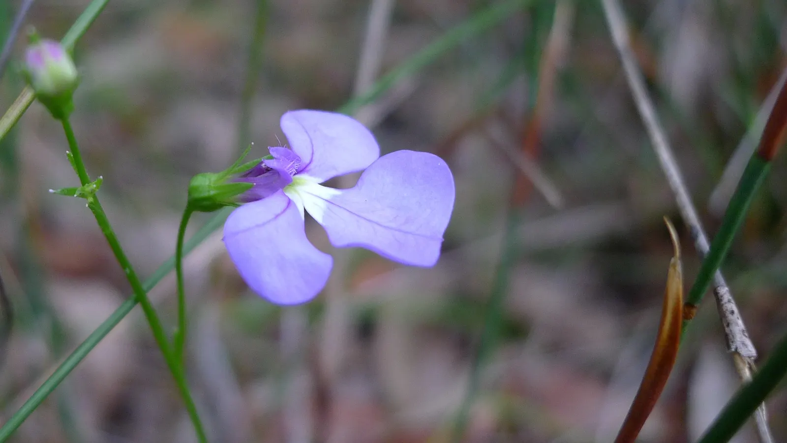 Lobelia (Lobelia Erinus) — showcasing a plethora of tiny; lobelia erinus requires regular watering, especially during dry periods, to maintain its, image 157