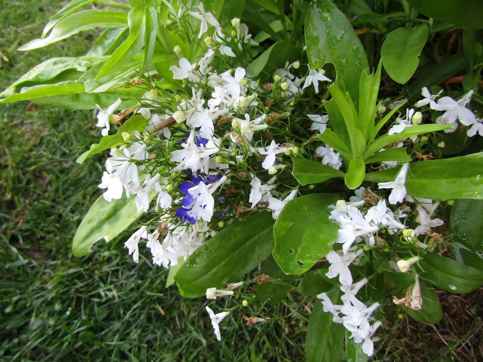 Lobelia (Lobelia Erinus) — flourishes in full sun to part shade; this low-maintenance jewel flourishes in well-drained soil, image 193