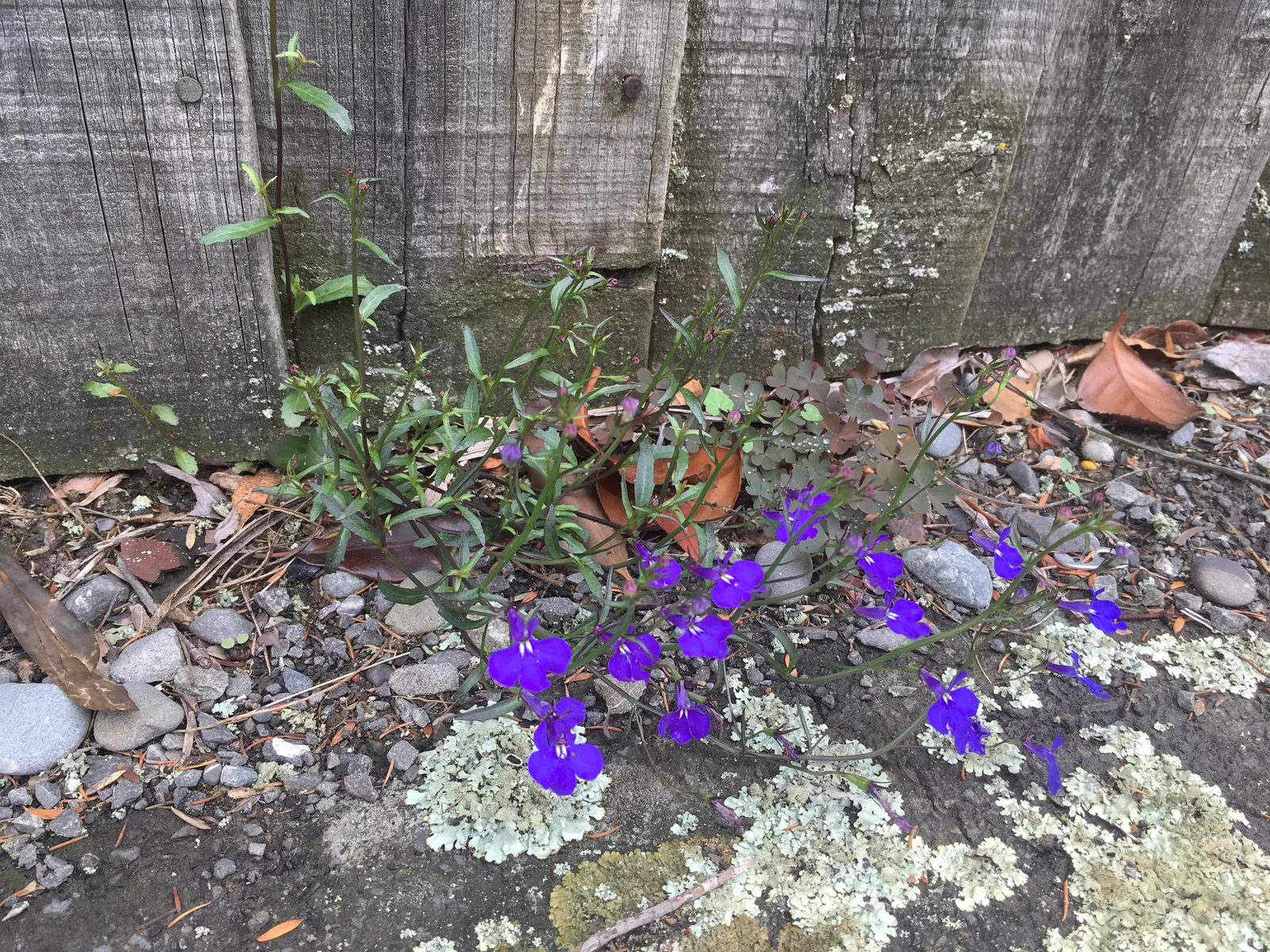 Lobelia (Lobelia Erinus) — blue and multi-colored flowers in the garden; deadheading encourages continued blooming from late spring into early fall