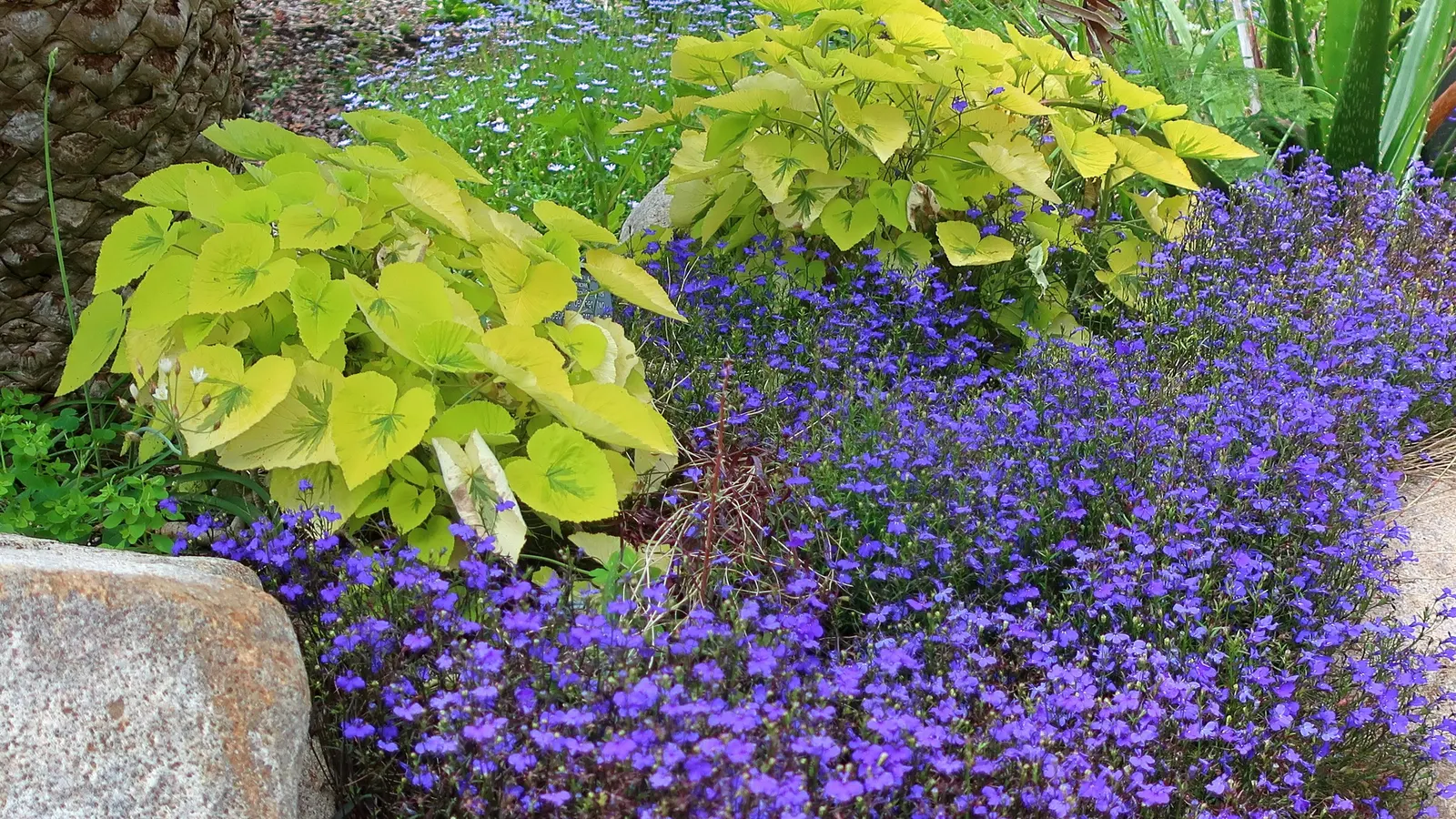 Lobelia (Lobelia Erinus) — predominantly in shades of blue; and thrives in USDA zones 10-11, image 135