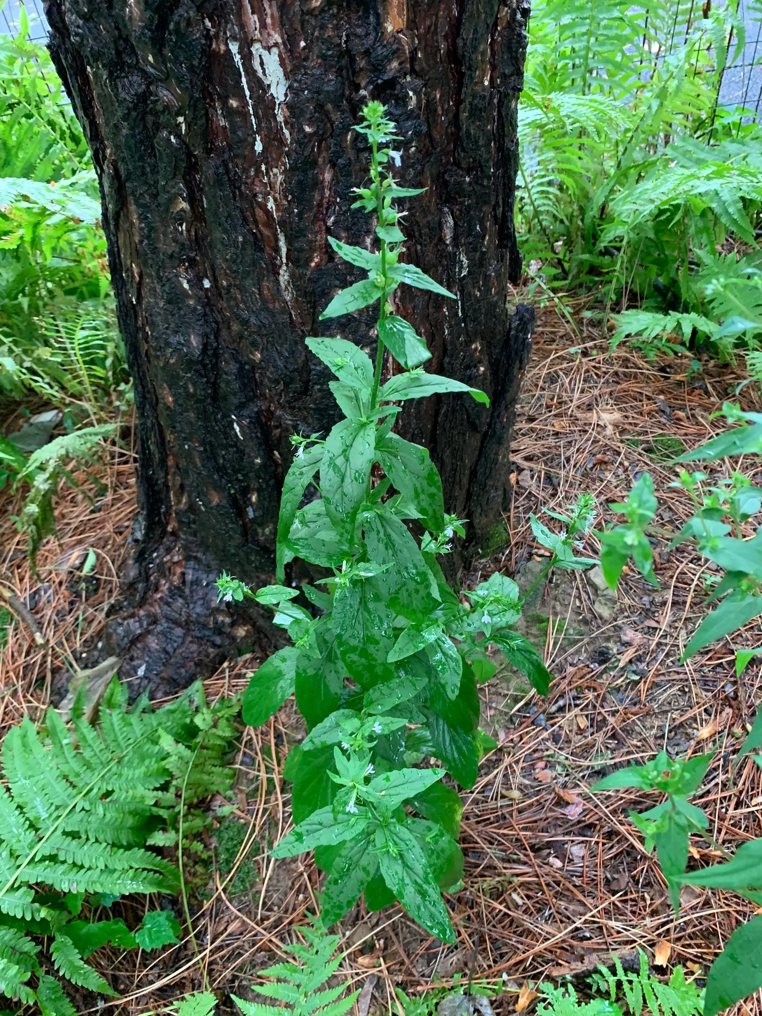 Lobelia (Lobelia Erinus) — reaching 3-6 inches in height with a spread of 6-8 inches; it presents a mounded form that works exceptionally well in, image 50