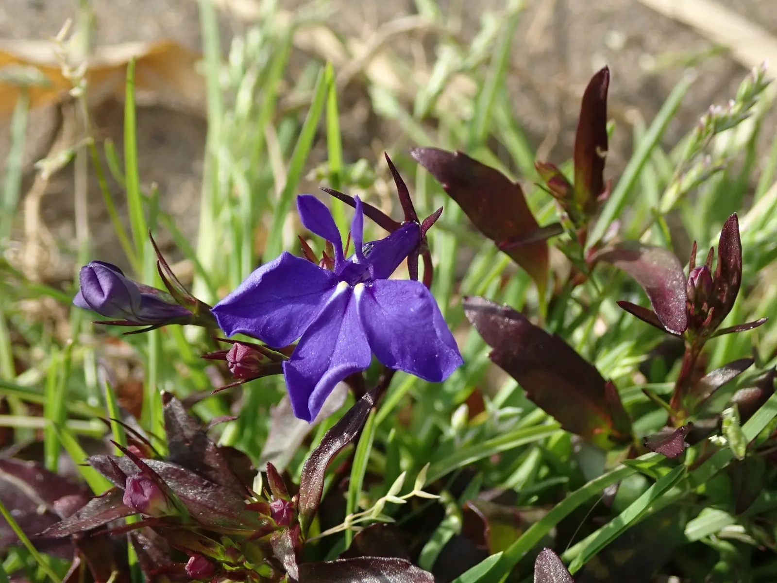Lobelia (Lobelia Erinus) — creating a cascading effect.<br><br>Lobelia blooms profusely from late spring to early fall; is a compact annual or, image 60