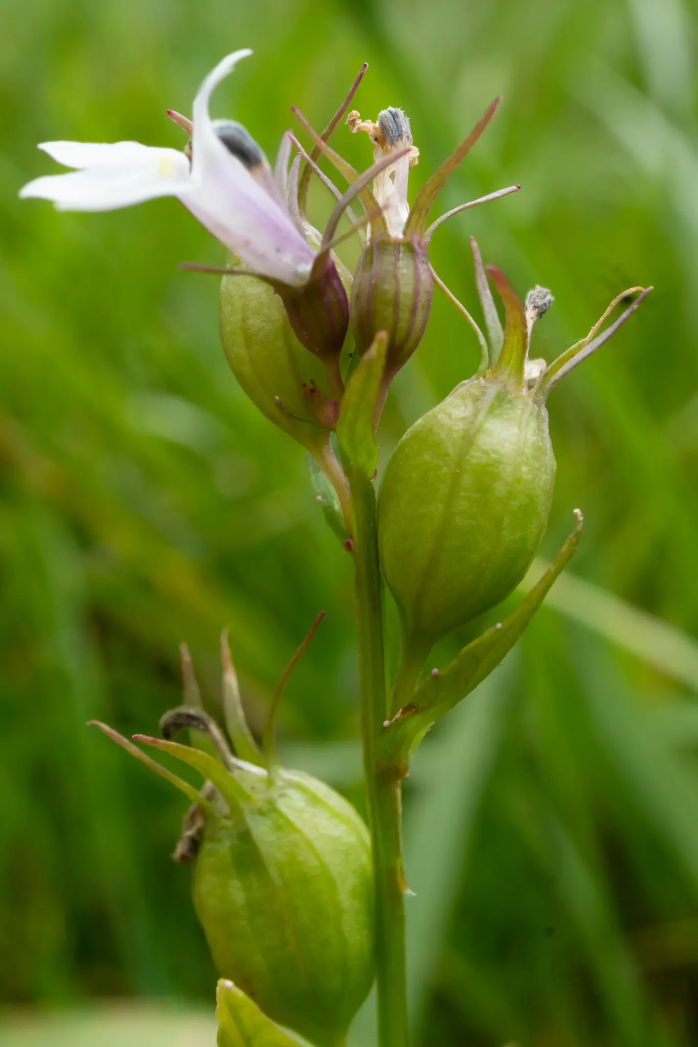 Lobelia (Lobelia Erinus) — enjoys consistent moisture; commonly referred to as Lobelia, image 53