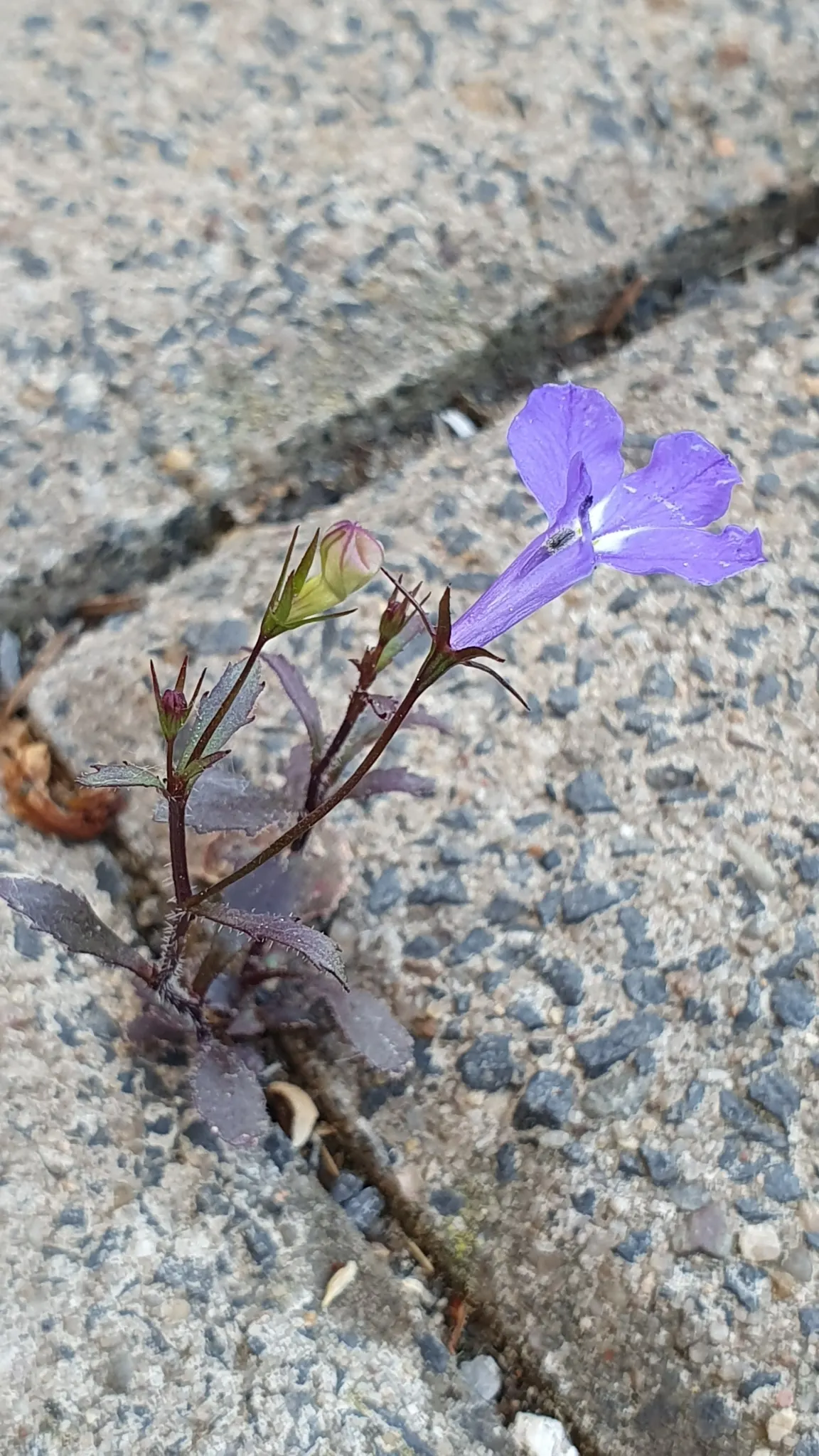 Lobelia (Lobelia Erinus) — Lobelias can tolerate cooler temperatures but generally will not survive frosts; typically reaching a height of 4 to 9, image 67