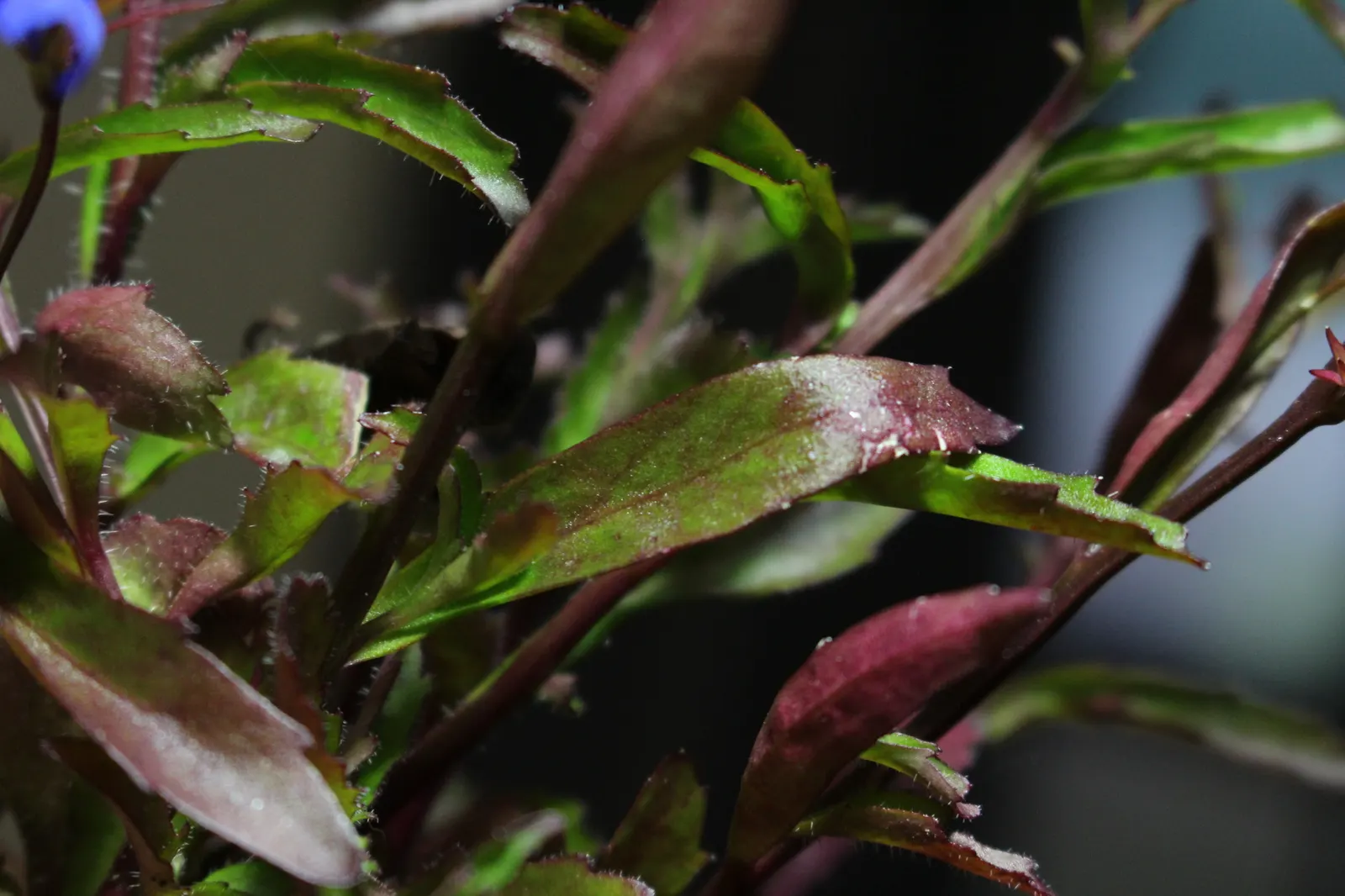 Lobelia (Lobelia Erinus) — Typically reaching a height of 4 to 9 inches and spreading approximately 6 inches wide; lobelias can tolerate cooler, image 58