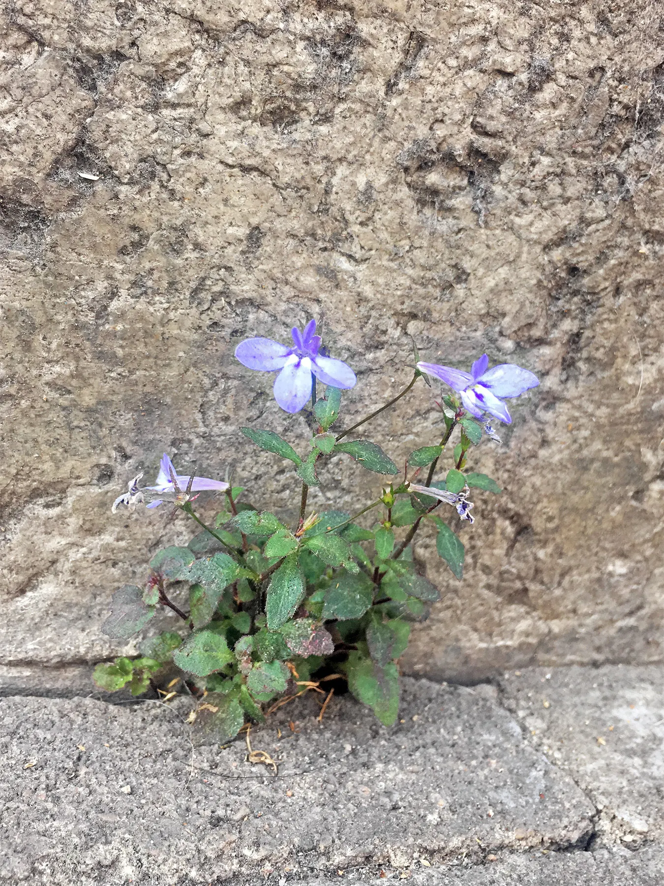 Lobelia (Lobelia Erinus) — and thrives in USDA zones 10-11; predominantly in shades of blue, image 54