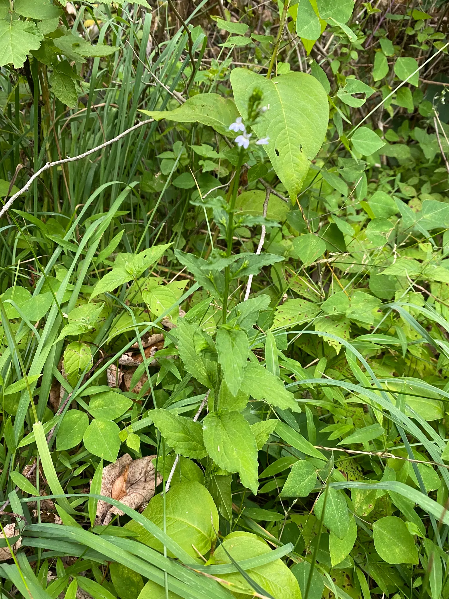 Lobelia (Lobelia Erinus) — showcasing a plethora of tiny; lobelia erinus requires regular watering, especially during dry periods, to maintain its, image 61