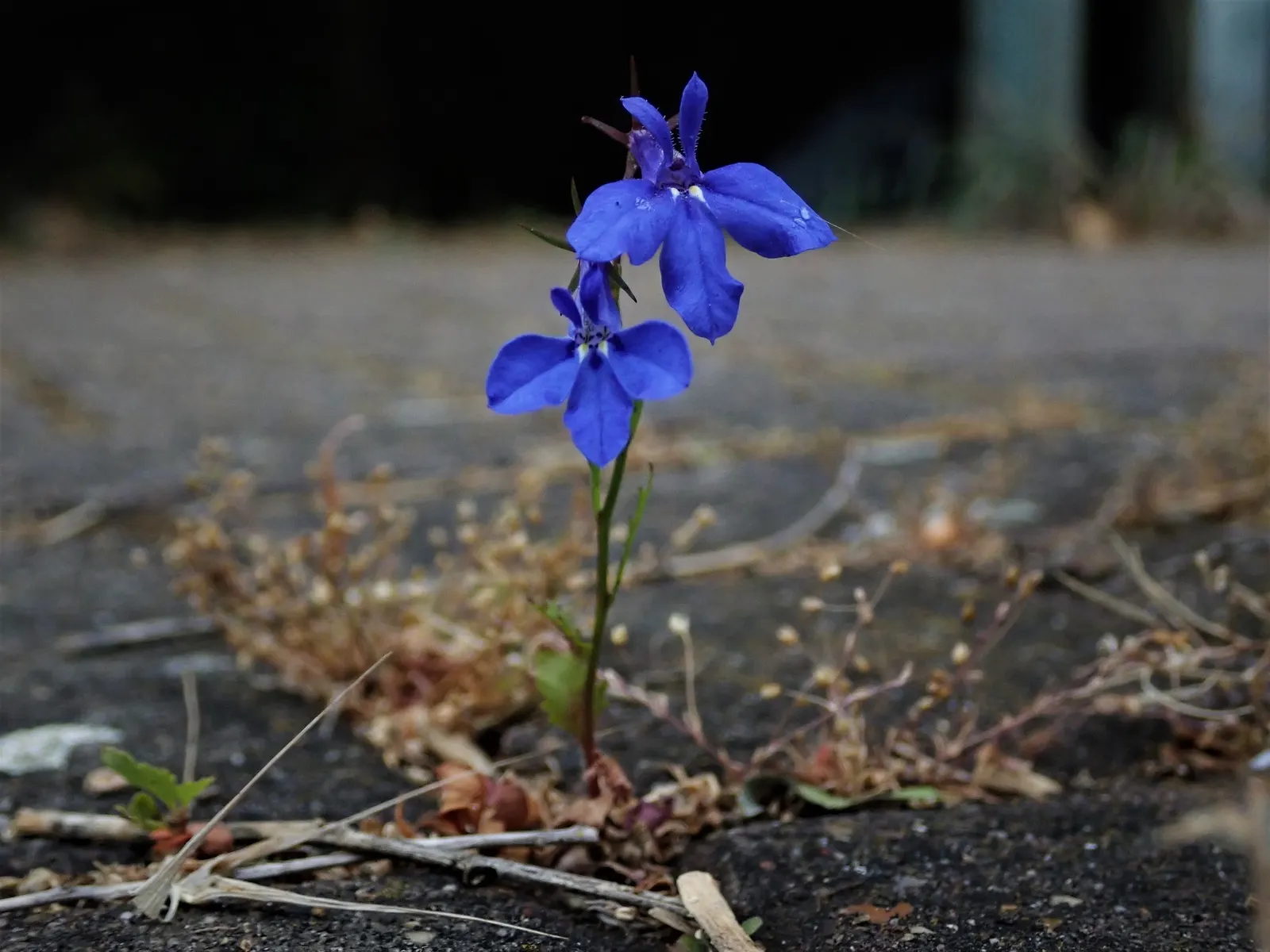 Lobelia (Lobelia Erinus) — flourishes in full sun to part shade; this low-maintenance jewel flourishes in well-drained soil, image 49