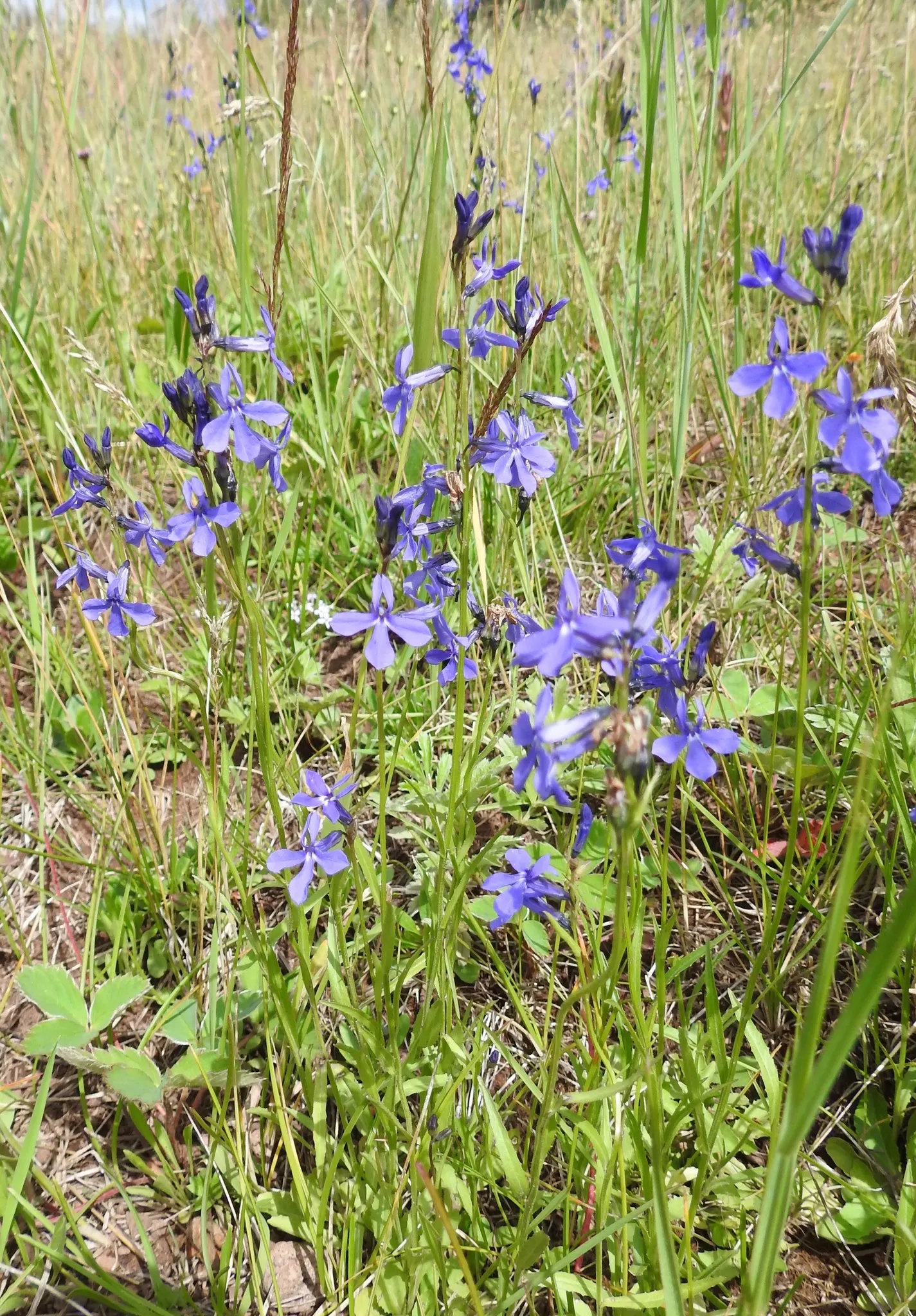 Lobelia (Lobelia Erinus) — flourishes in full sun to part shade; this low-maintenance jewel flourishes in well-drained soil, image 73
