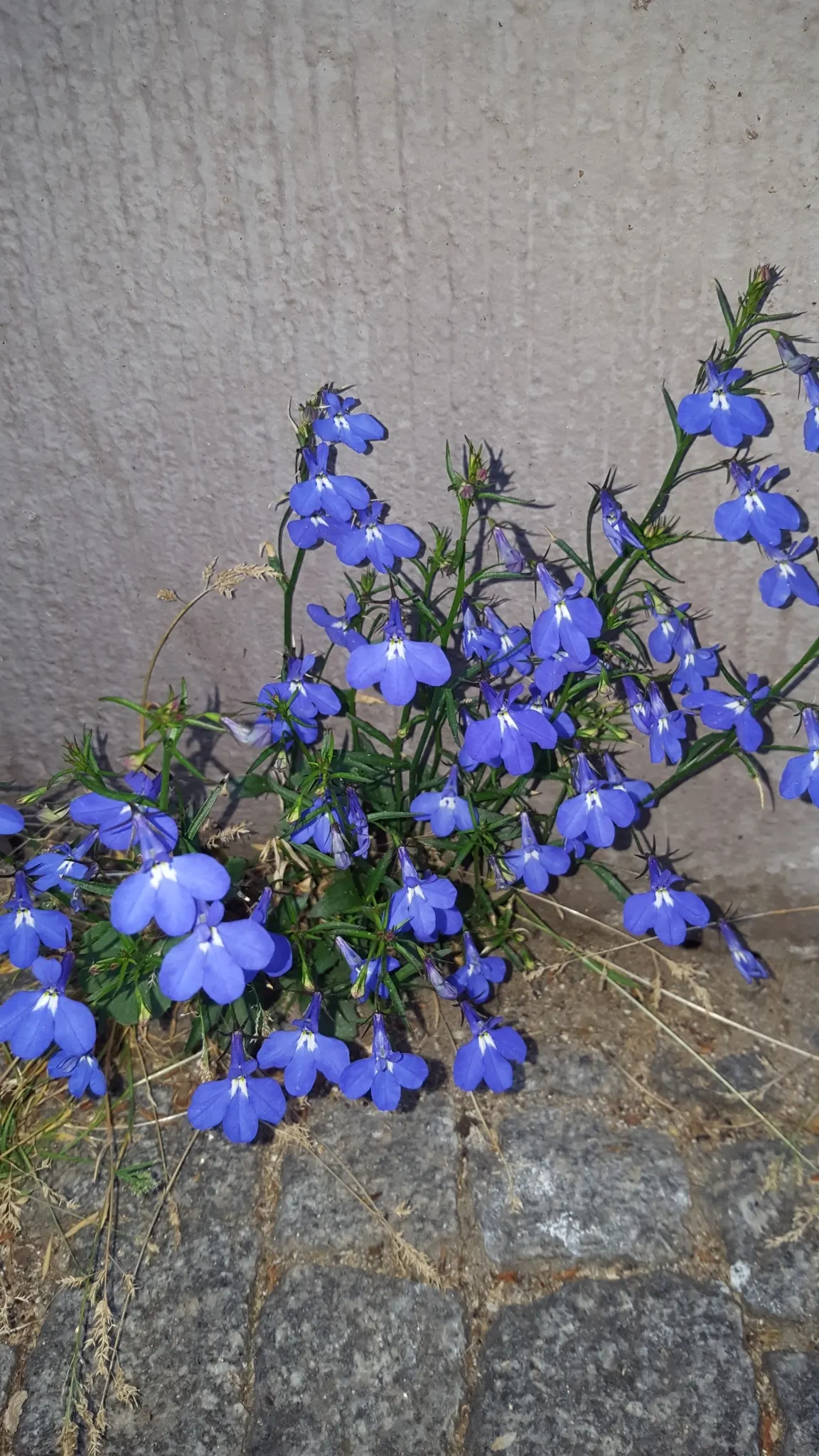 Lobelia (Lobelia Erinus) — Lobelias can tolerate cooler temperatures but generally will not survive frosts; typically reaching a height of 4 to 9 inches and