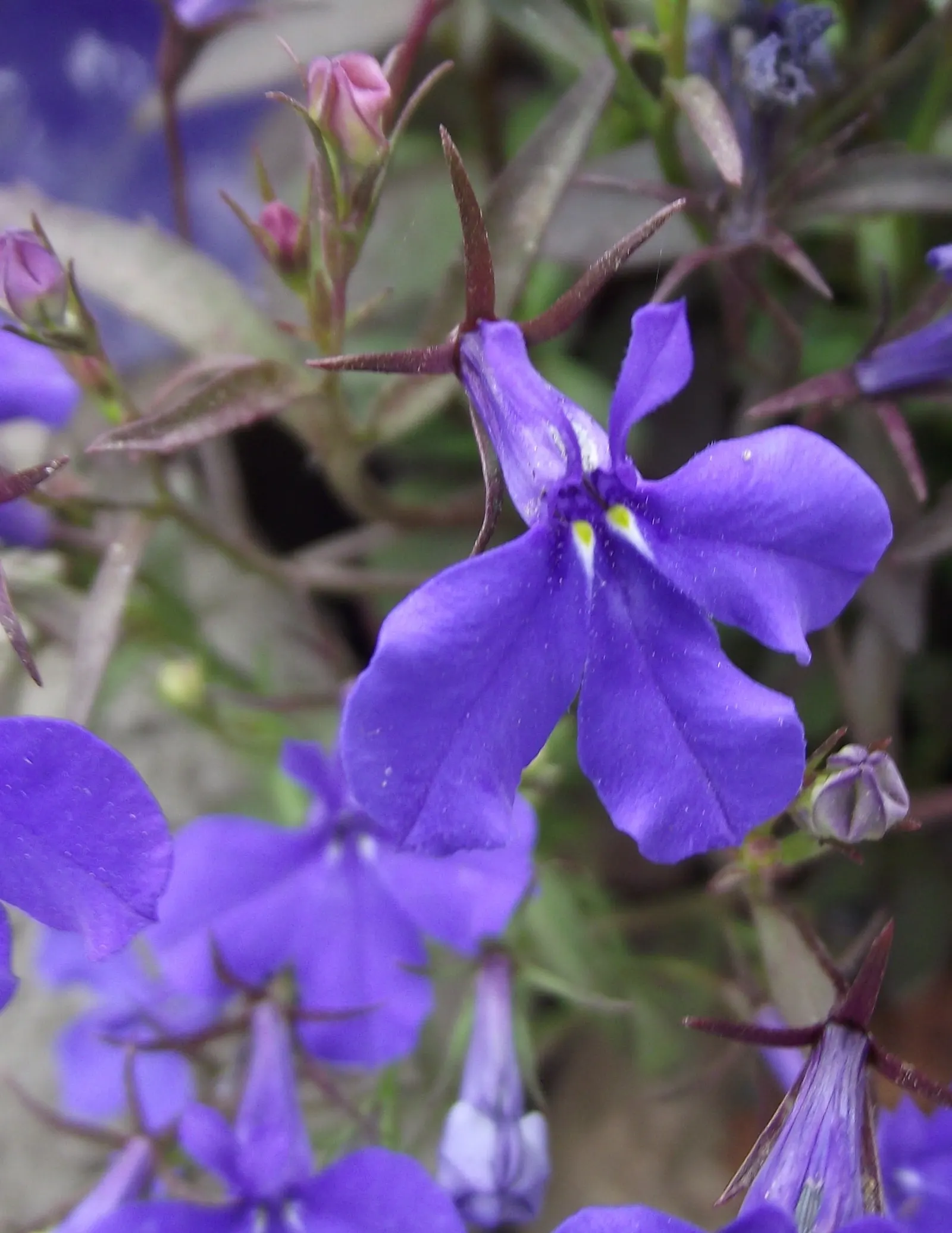 Lobelia (Lobelia Erinus) — flourishes in full sun to part shade; this low-maintenance jewel flourishes in well-drained soil, image 121