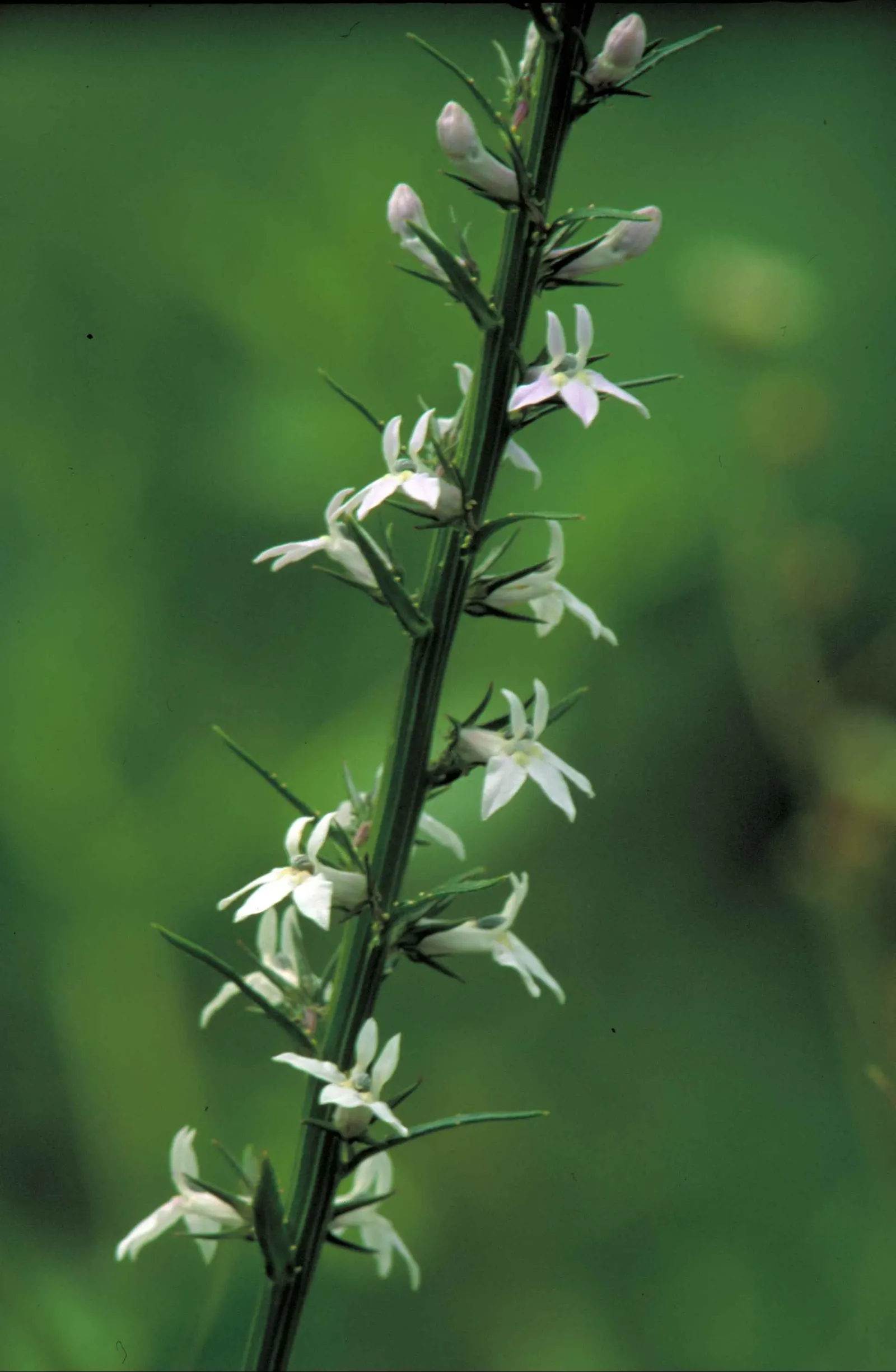 Lobelia (Lobelia Erinus) — and thrives in USDA zones 10-11