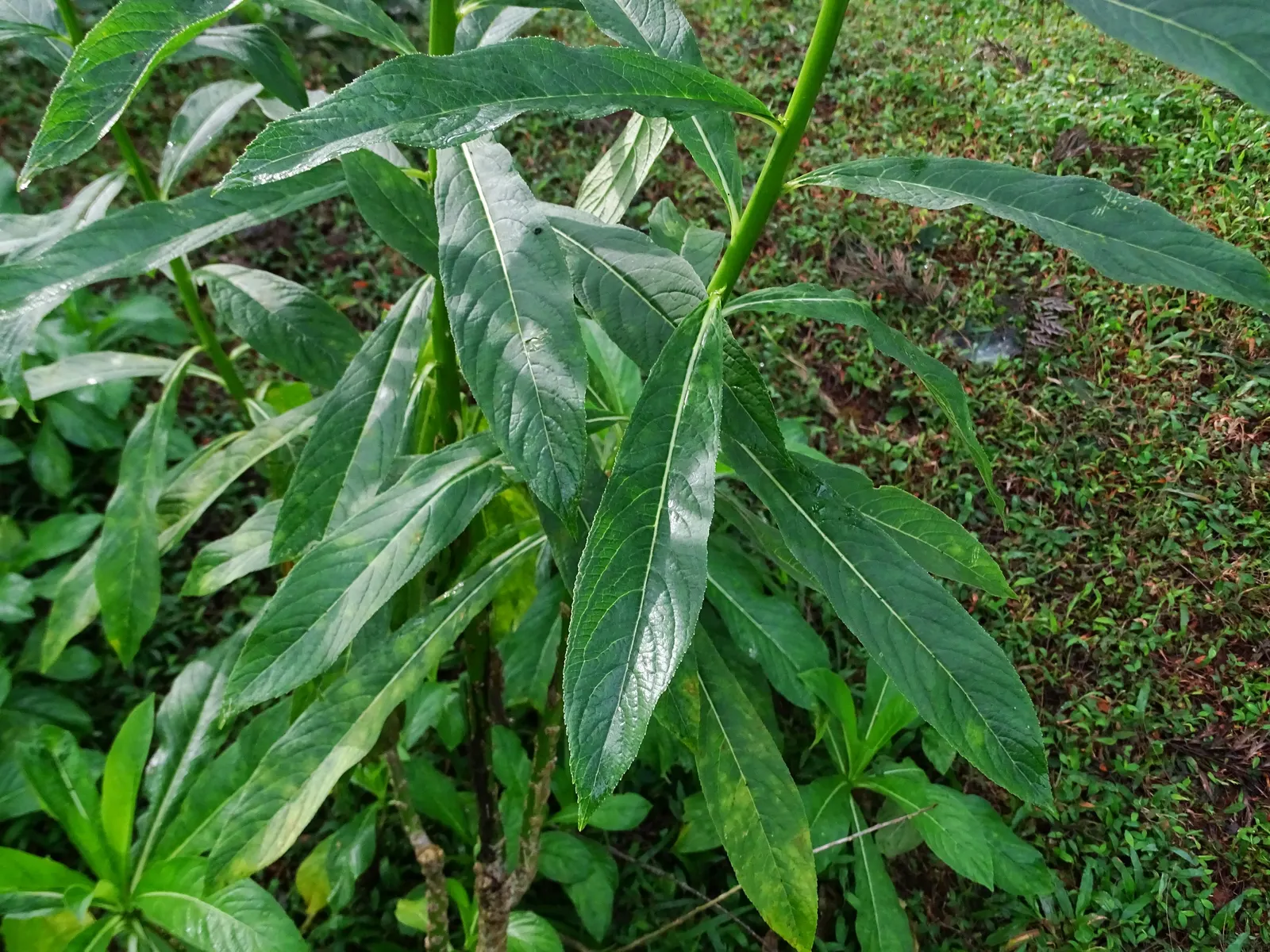 Lobelia (Lobelia Erinus) — Lobelia erinus requires regular watering, especially during dry periods, to maintain its lush appearance; showcasing a plethora of
