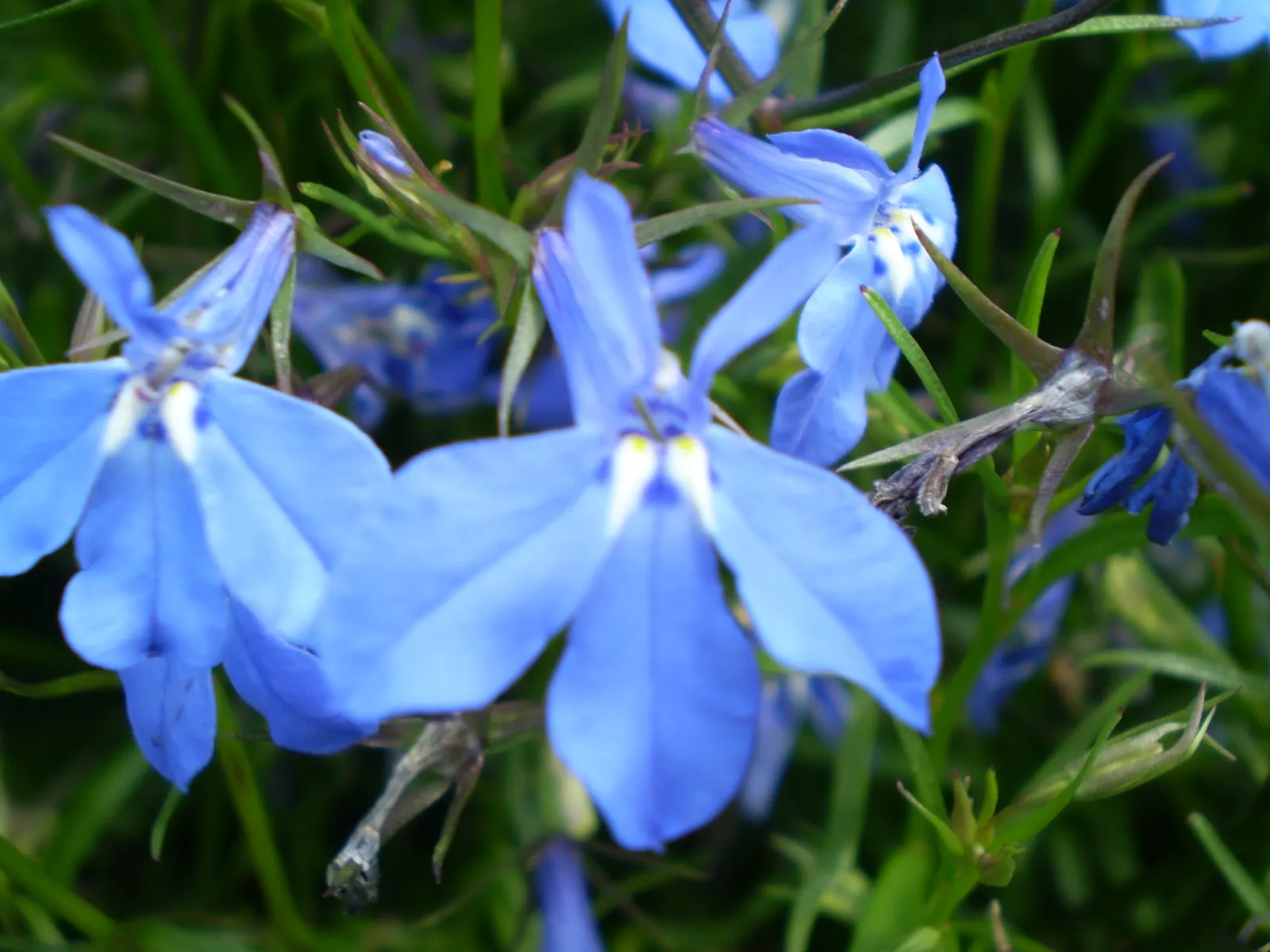 Lobelia (Lobelia Erinus) — blue and multi-colored flowers in the garden; deadheading encourages continued blooming from late spring into early fall, image 118