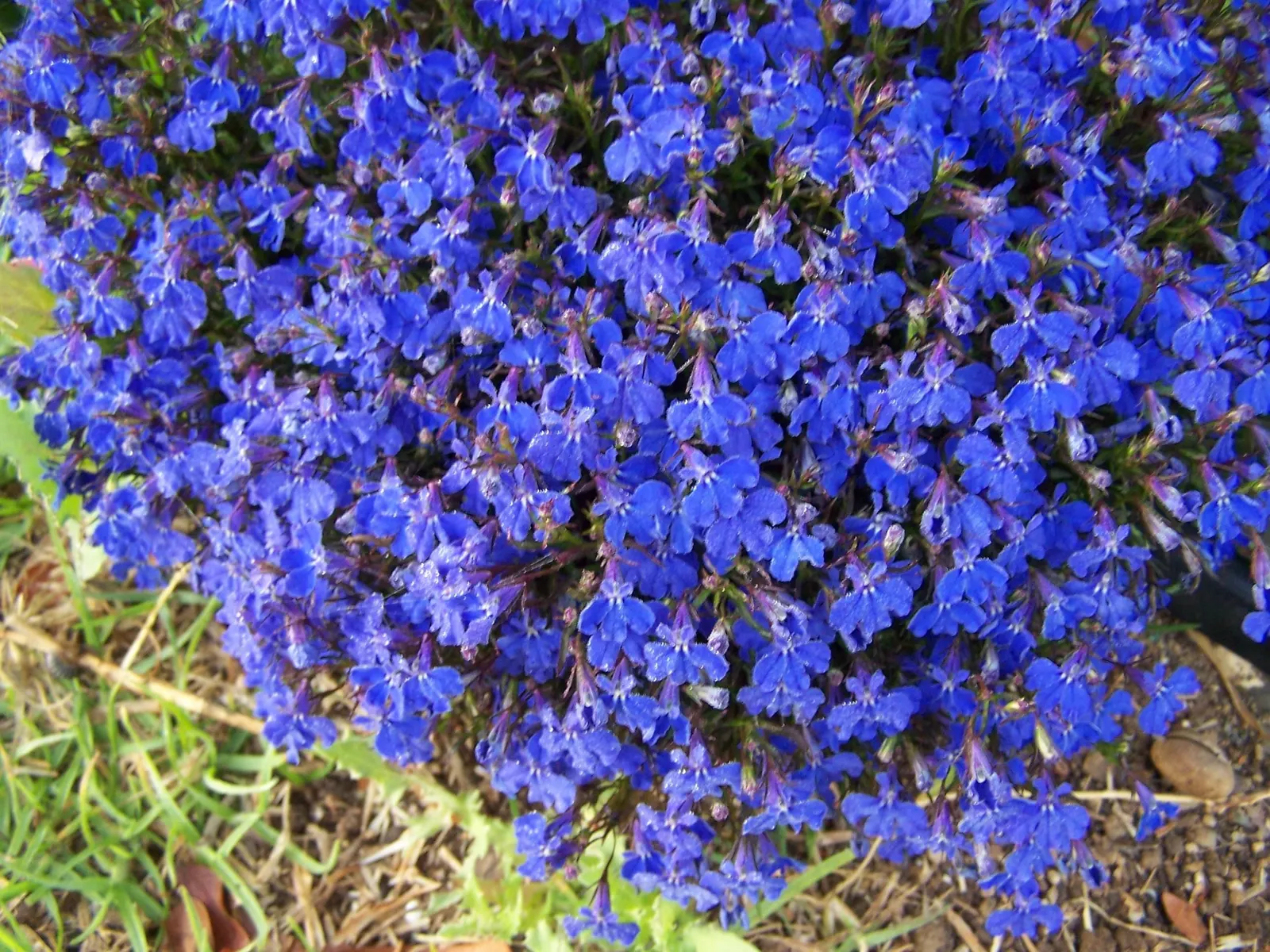 Lobelia (Lobelia Erinus) — and thrives in USDA zones 10-11; predominantly in shades of blue, image 126