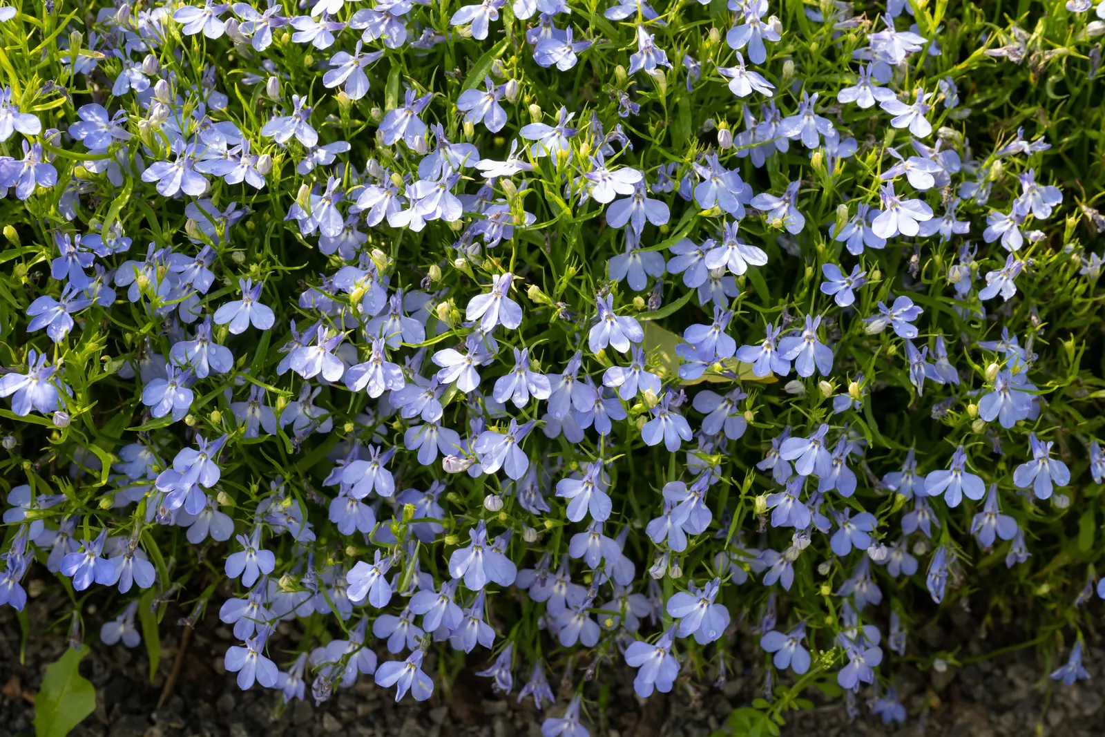 Lobelia (Lobelia Erinus) — enjoys consistent moisture; commonly referred to as Lobelia, image 125