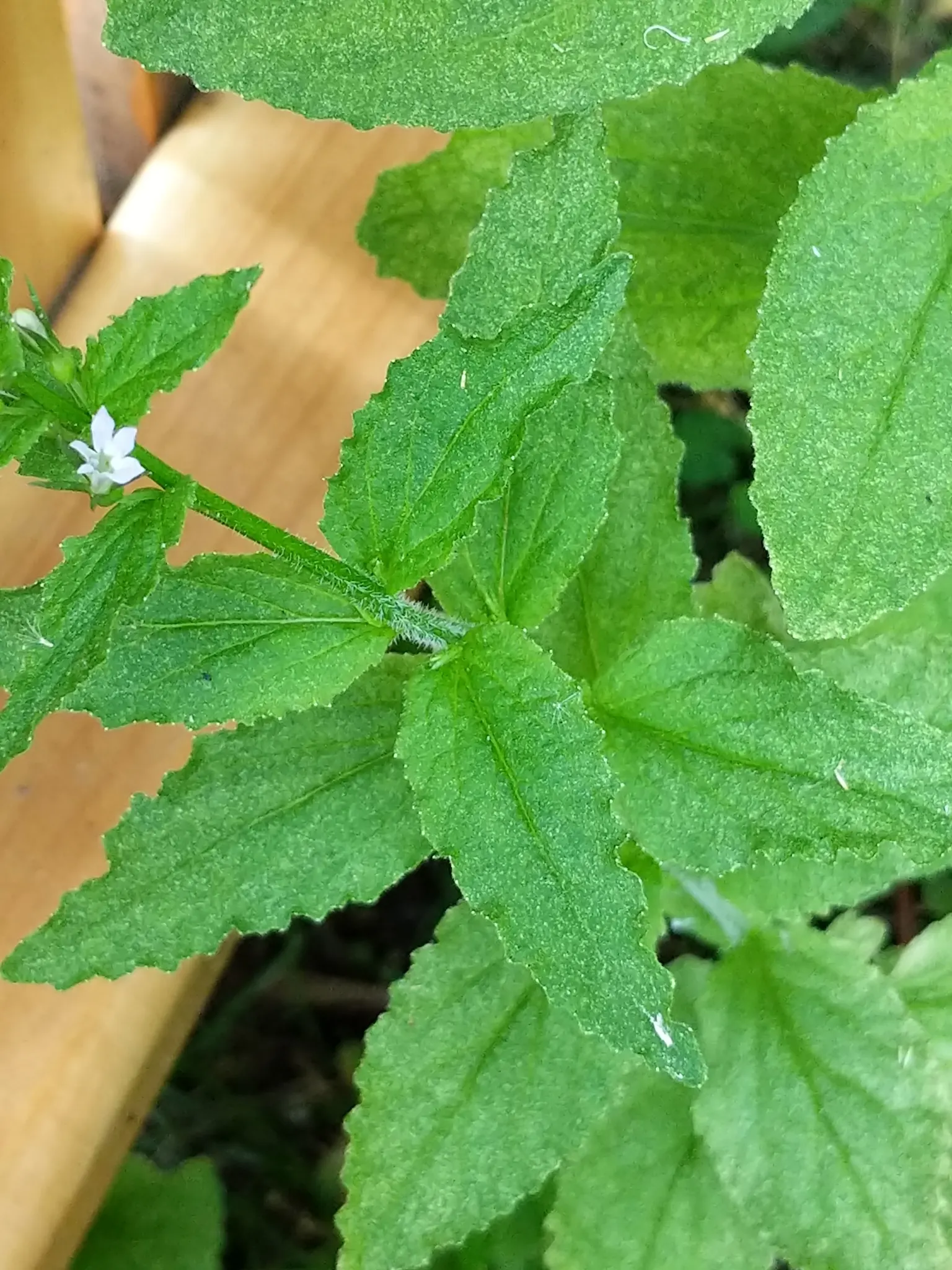 Lobelia (Lobelia Erinus) — reaching 3-6 inches in height with a spread of 6-8 inches; it presents a mounded form that works exceptionally well in borders or as