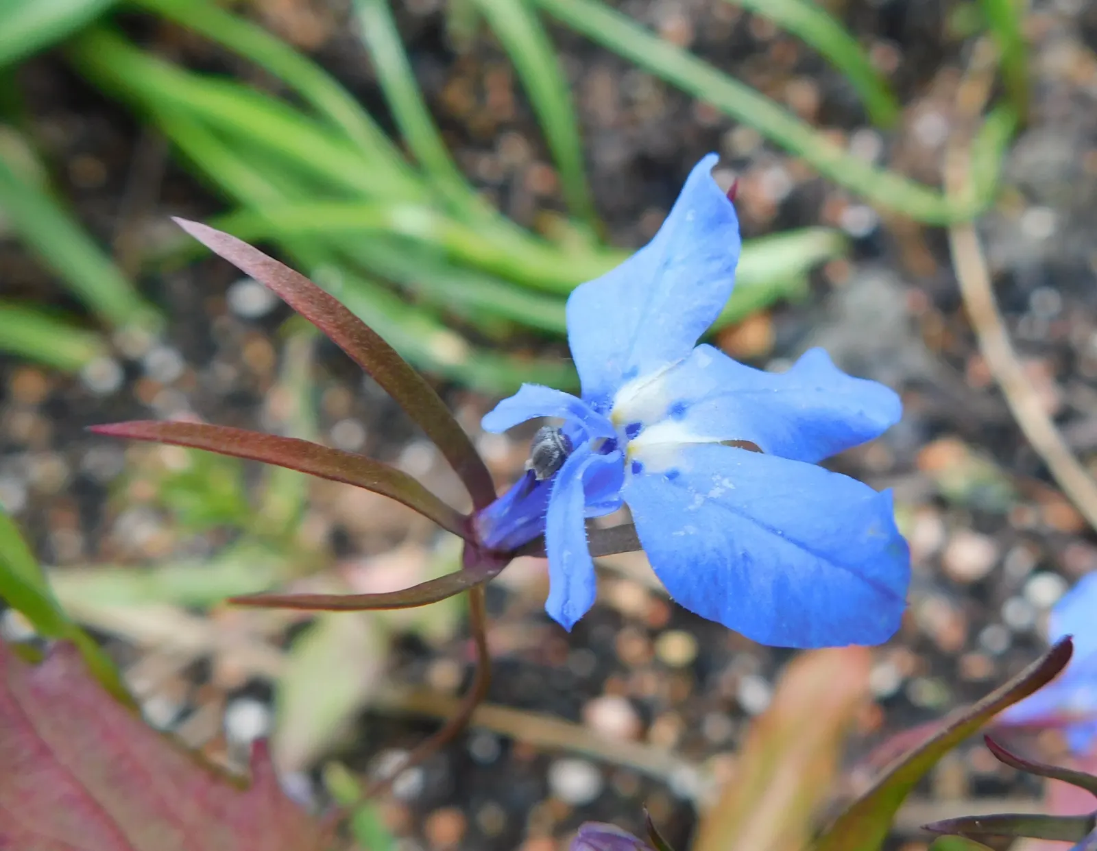 Lobelia (Lobelia Erinus) — Noted for its stunning cascade of petite; periodic deadheading is recommended to encourage repeated, image 123