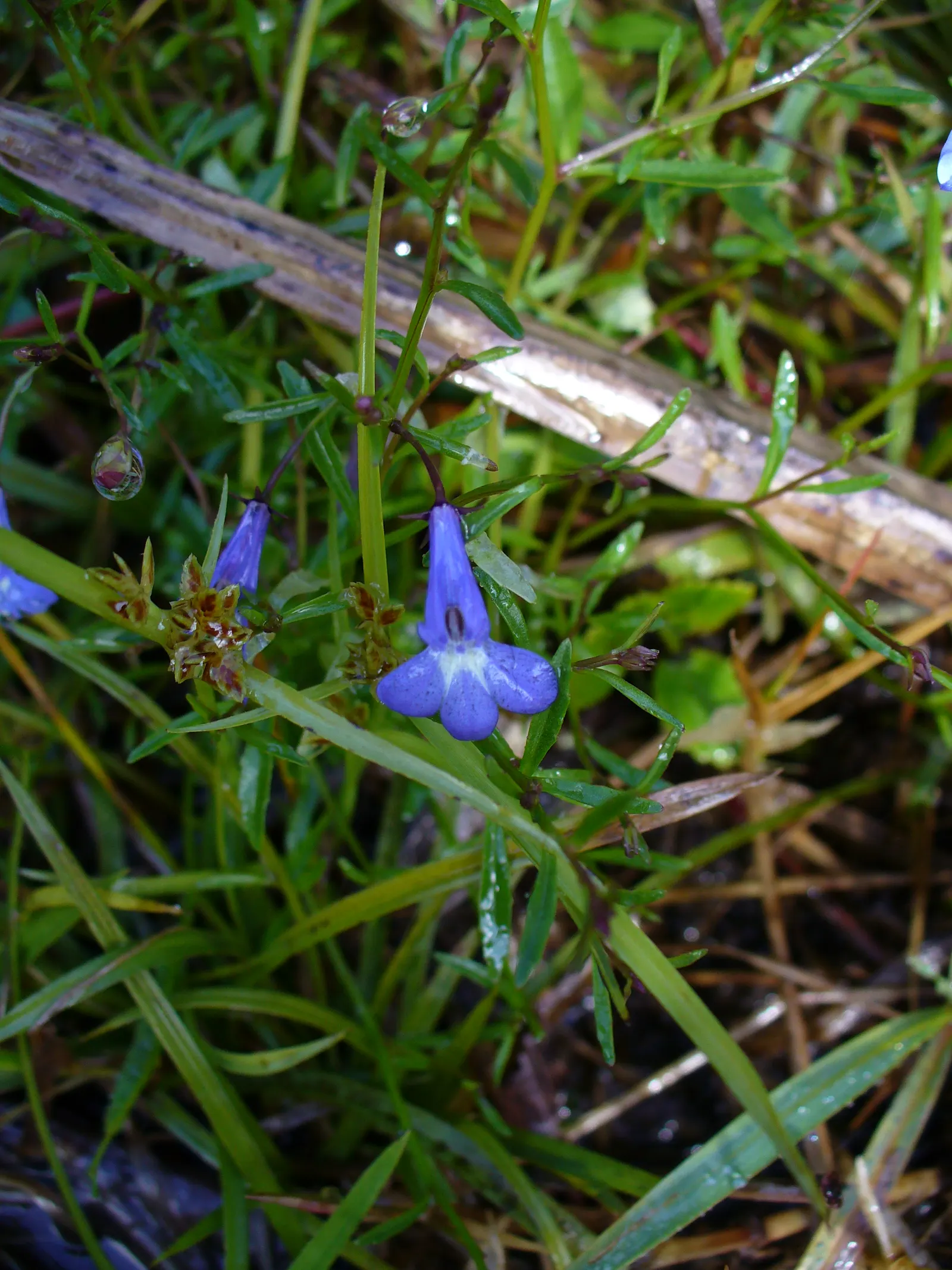 Lobelia (Lobelia Erinus) — is a compact annual or perennial plant that adds a striking splash of color to any landscape design; creating a cascading, image 129