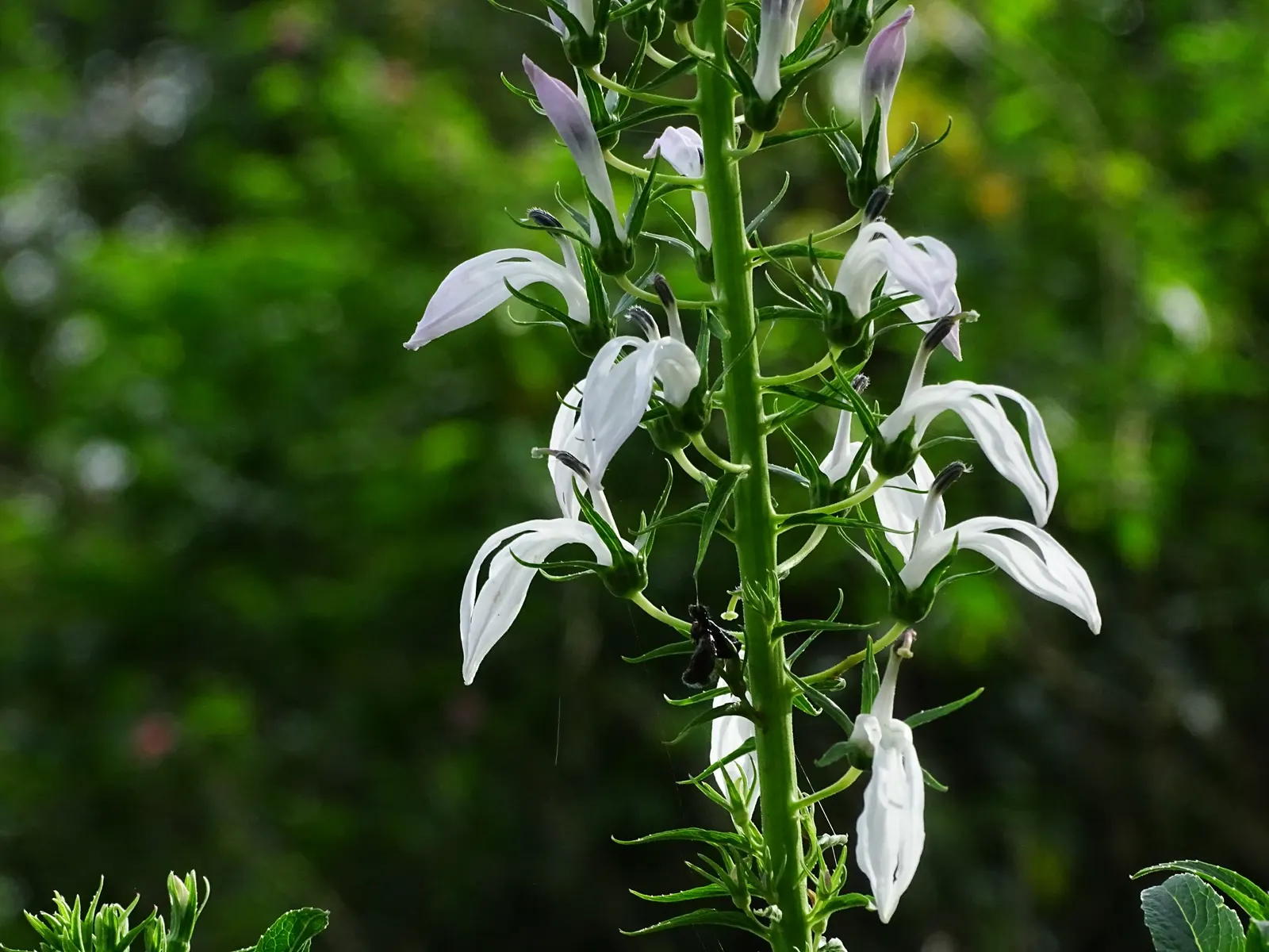 Lobelia (Lobelia Erinus) — creating a cascading effect.<br><br>Lobelia blooms profusely from late spring to early fall