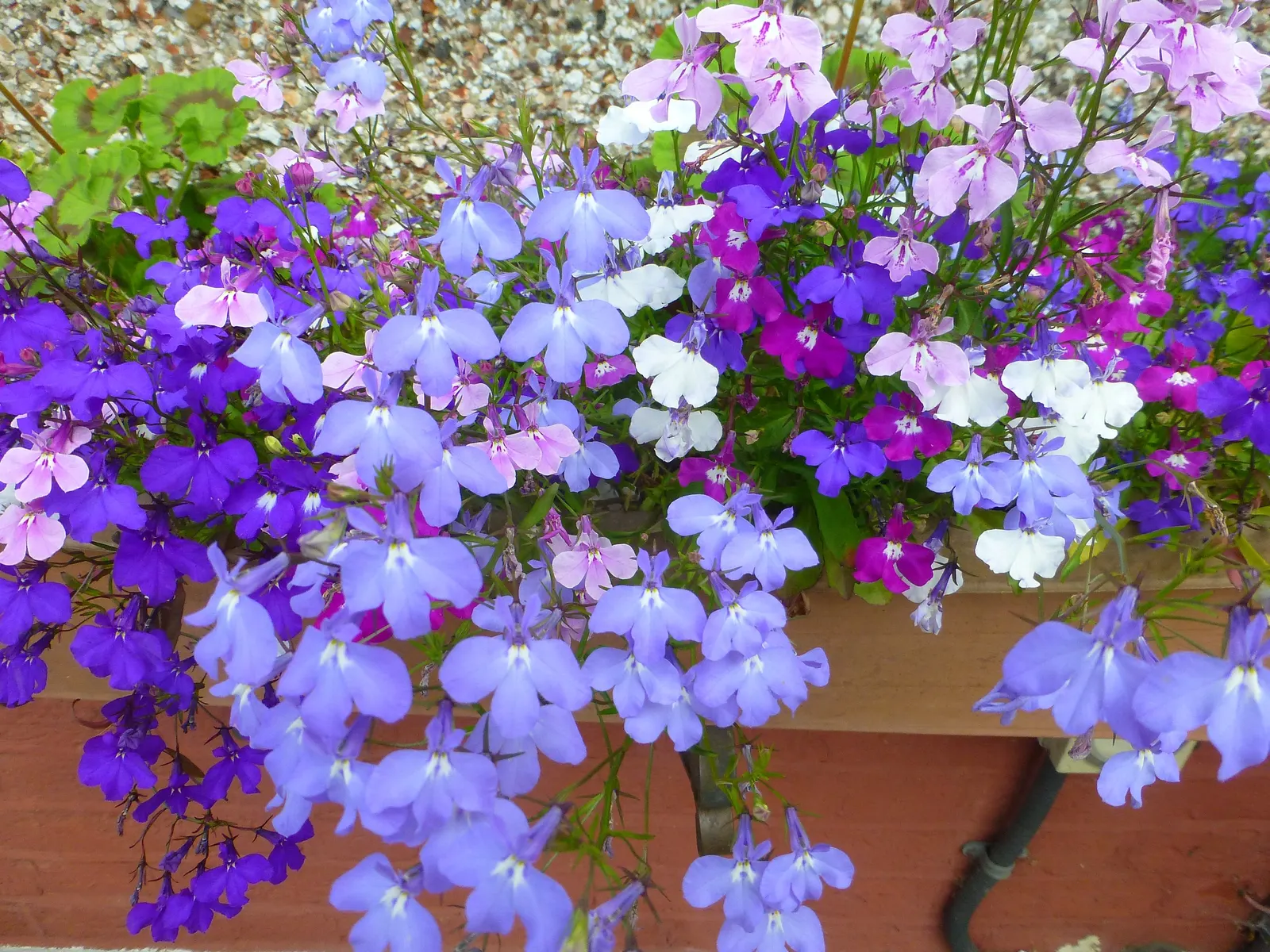Lobelia (Lobelia Erinus) — reaching 3-6 inches in height with a spread of 6-8 inches; it presents a mounded form that works exceptionally well in, image 122