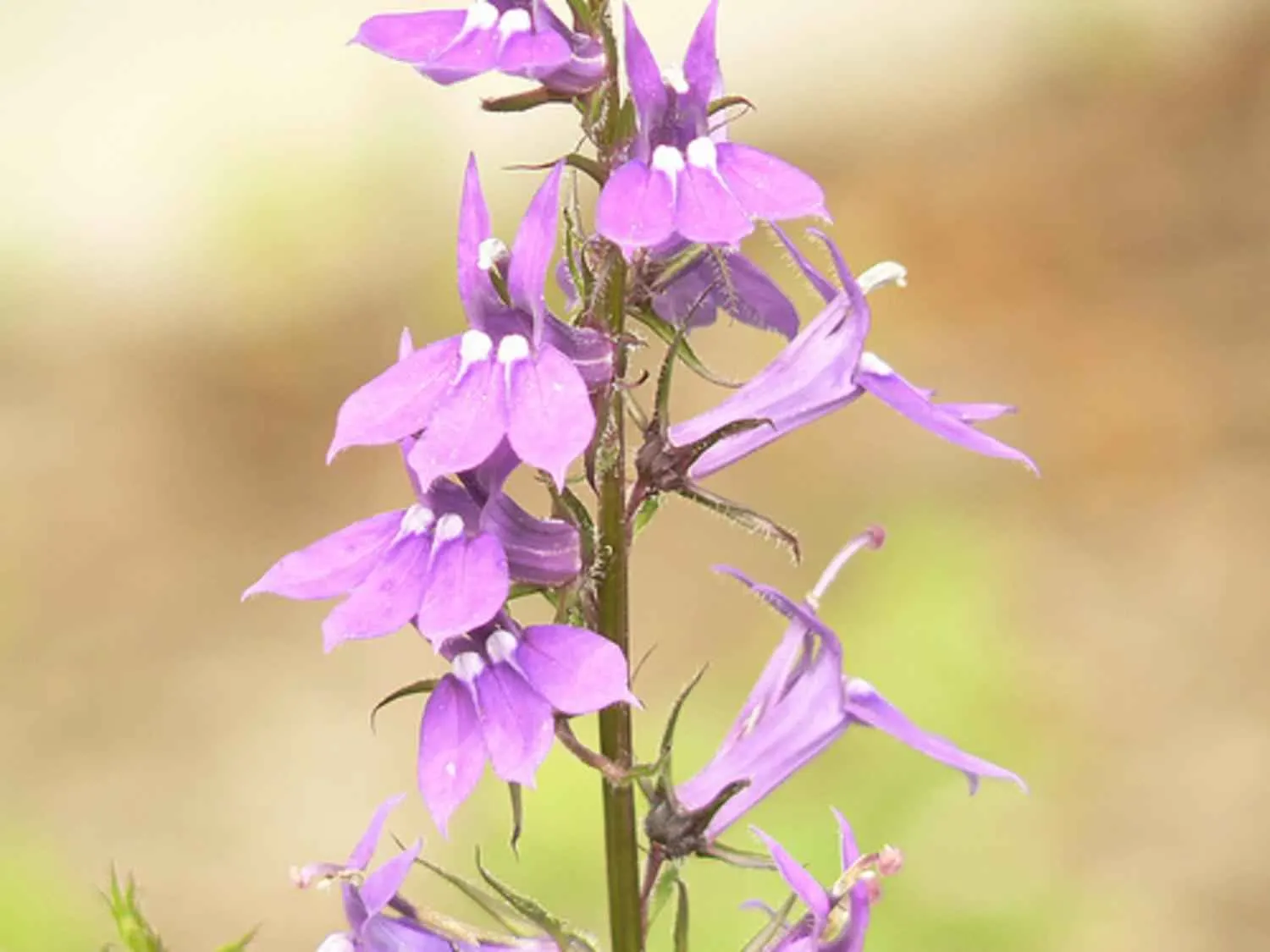 Lobelia (Lobelia Erinus) — This low-maintenance jewel flourishes in well-drained soil