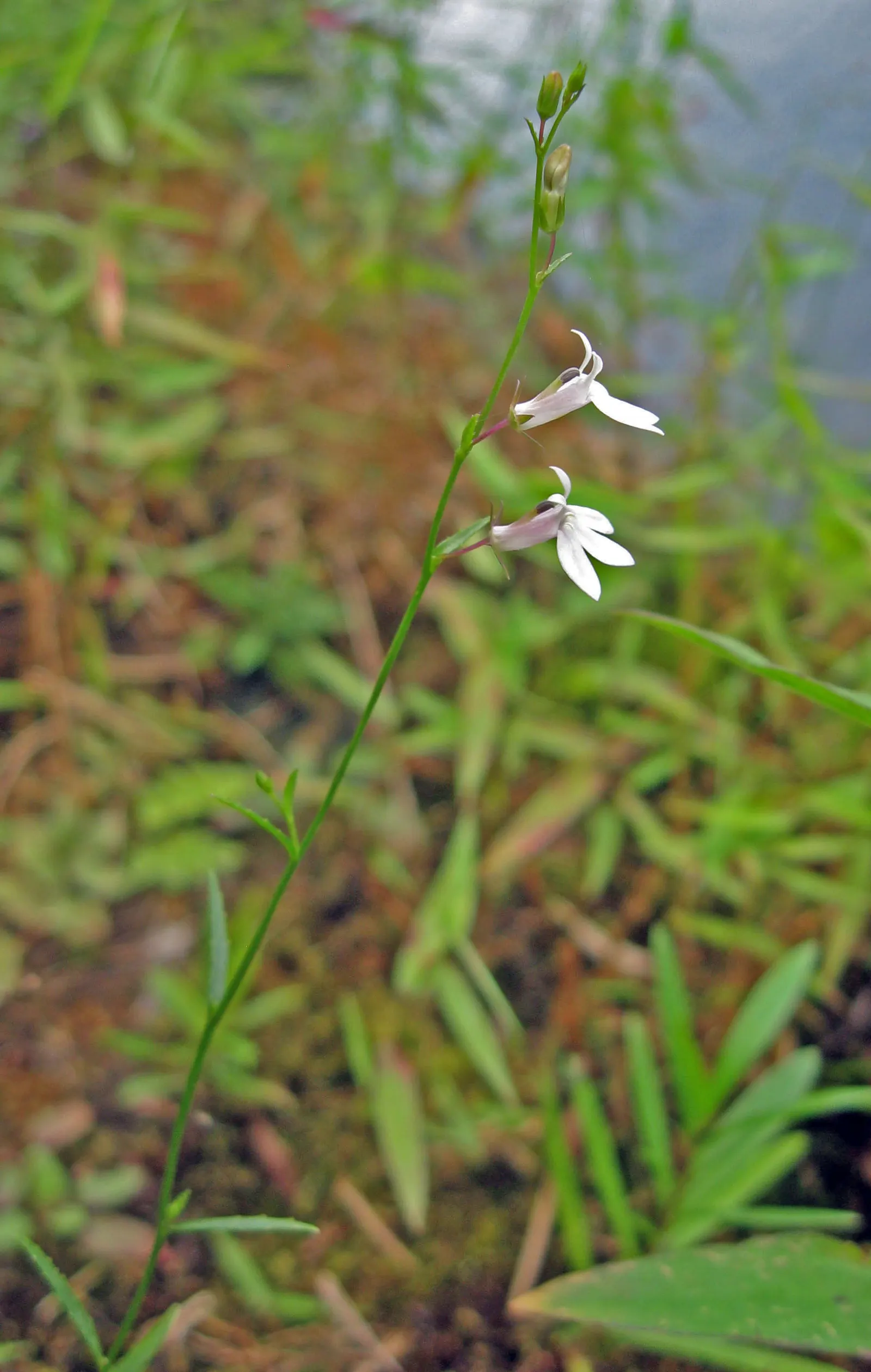 Lobelia (Lobelia Erinus) — enjoys consistent moisture