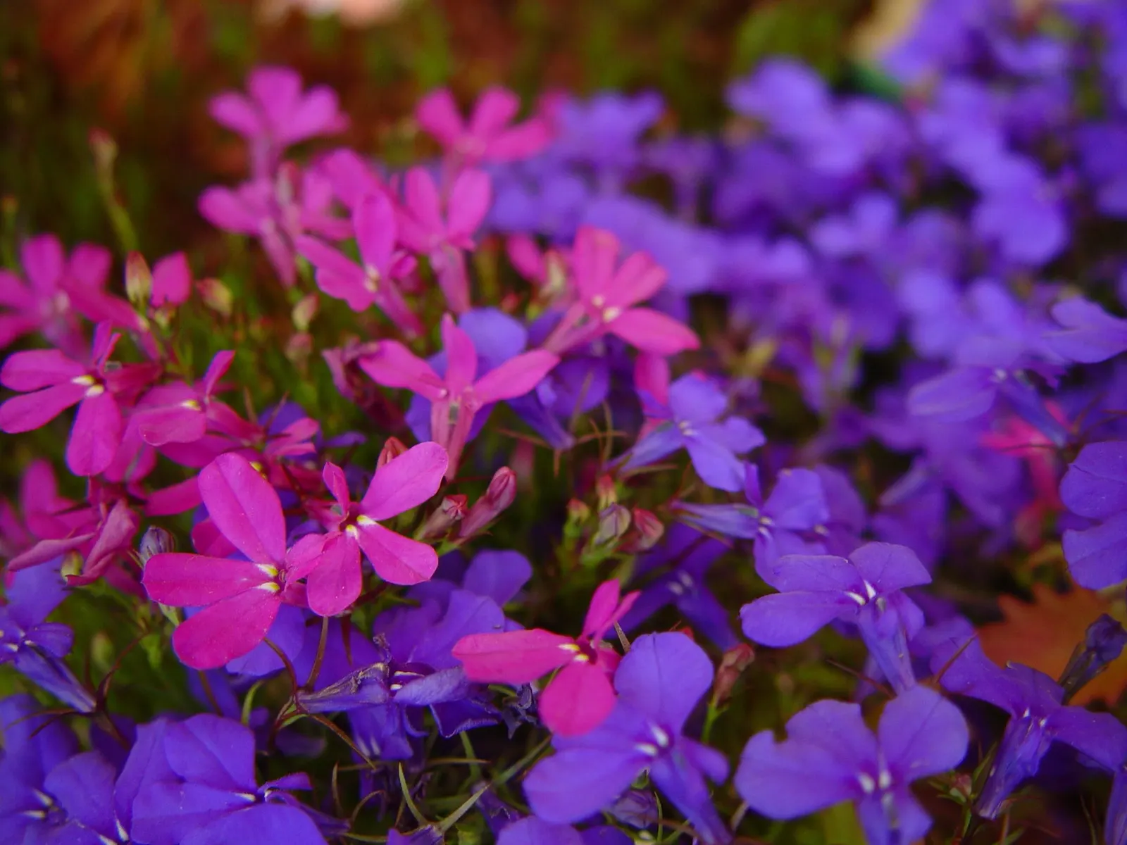 Lobelia (Lobelia Erinus) — commonly referred to as Lobelia; enjoys consistent moisture, image 128