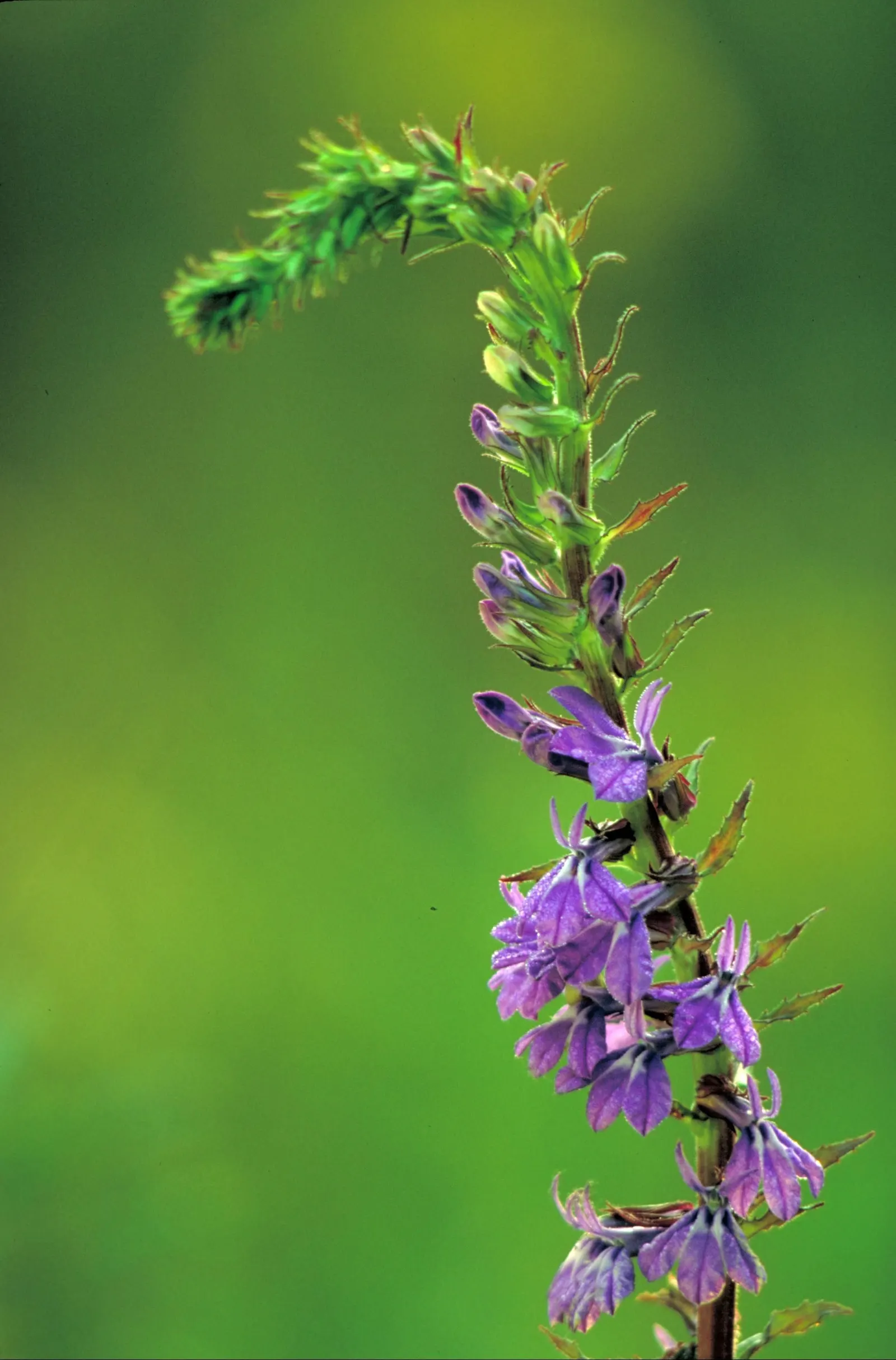 Lobelia (Lobelia Erinus) — commonly referred to as Lobelia