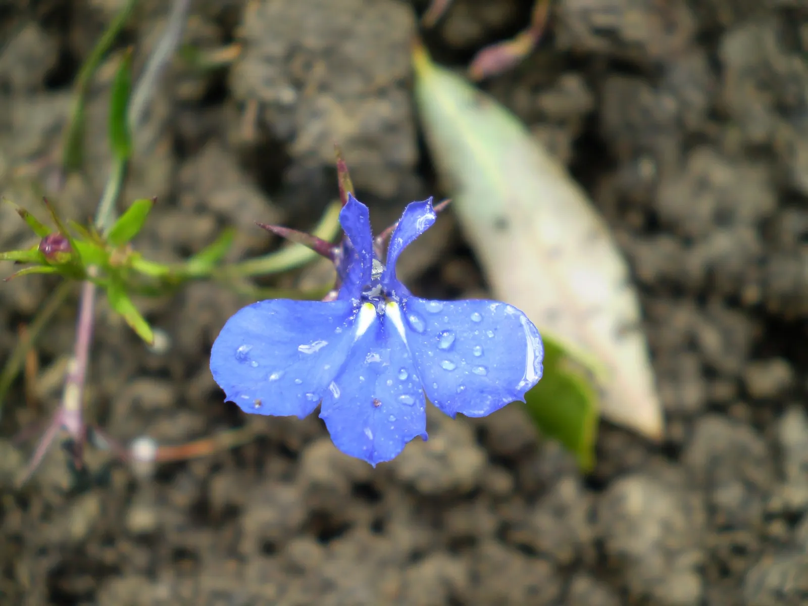 Lobelia (Lobelia Erinus) — annual / ground cover for full or half; this plant's low maintenance combined with its vibrant colors makes it an, image 120