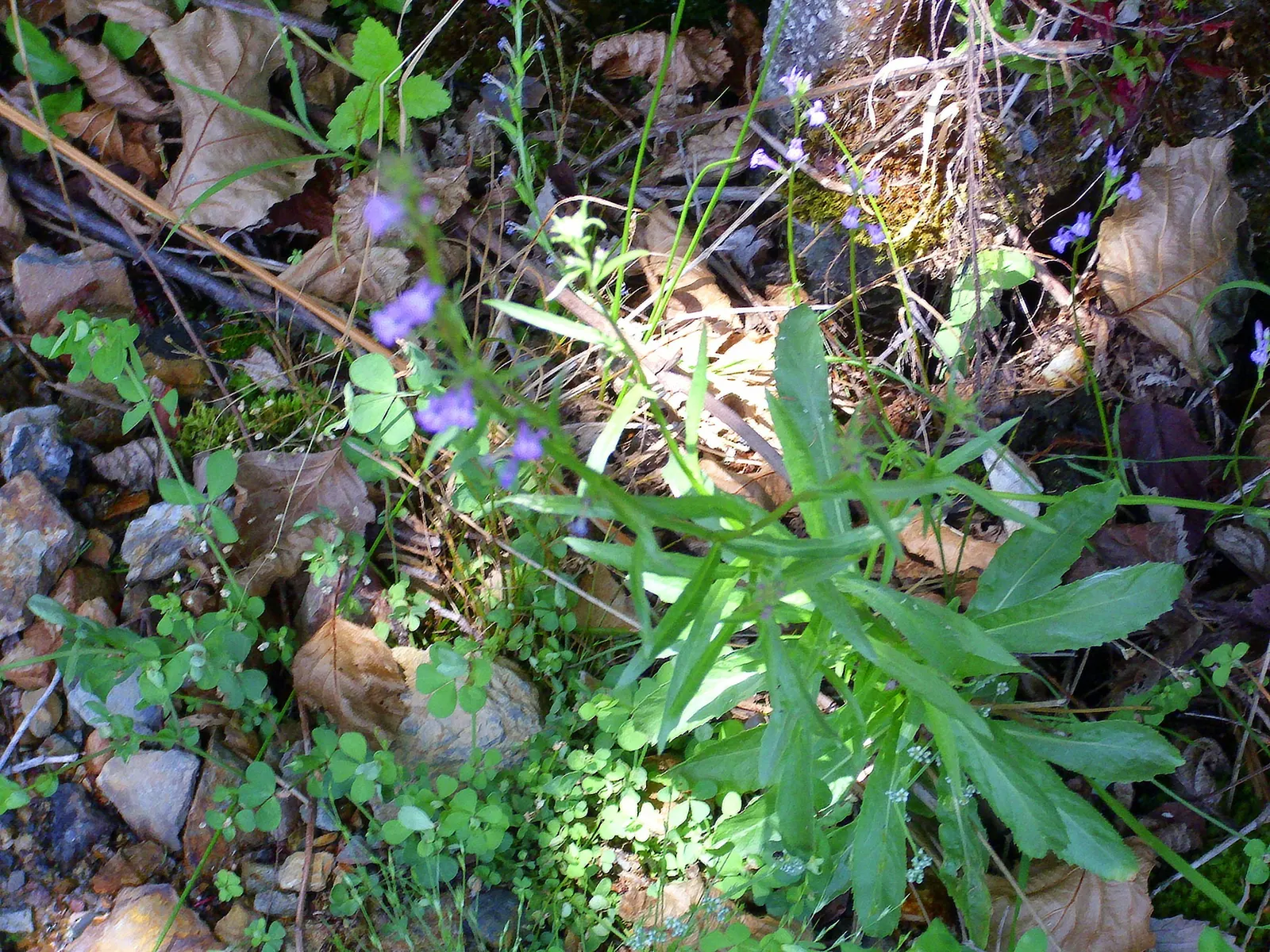 Lobelia (Lobelia Erinus) — In areas with severe winters, they are grown as annuals
