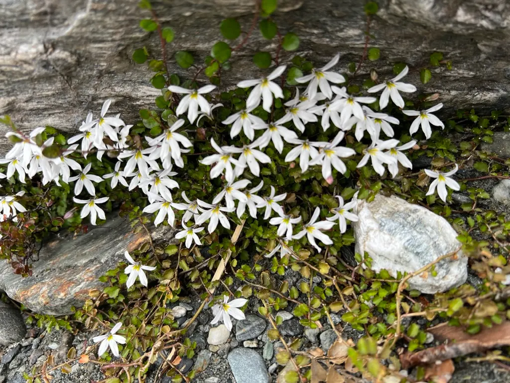 Lobelia (Lobelia Erinus) — predominantly in shades of blue