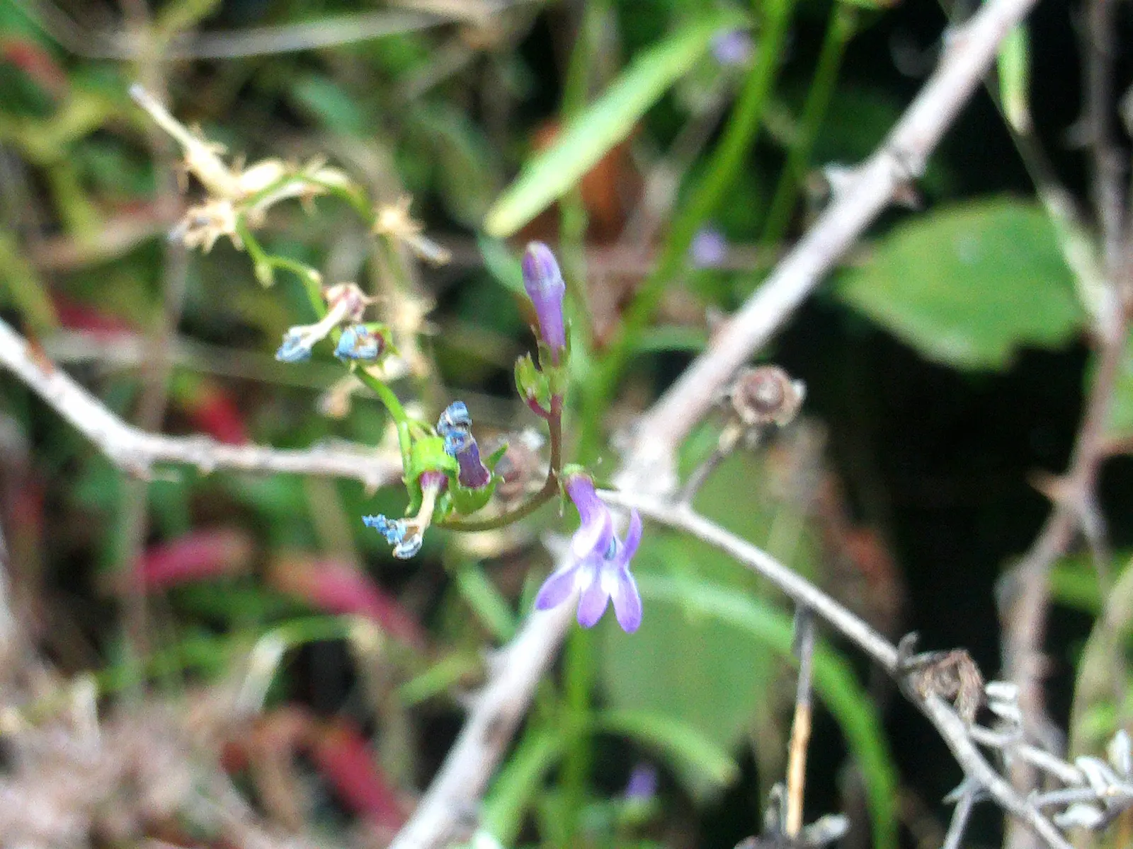 Lobelia (Lobelia Erinus) — blue and multi-colored flowers in the garden
