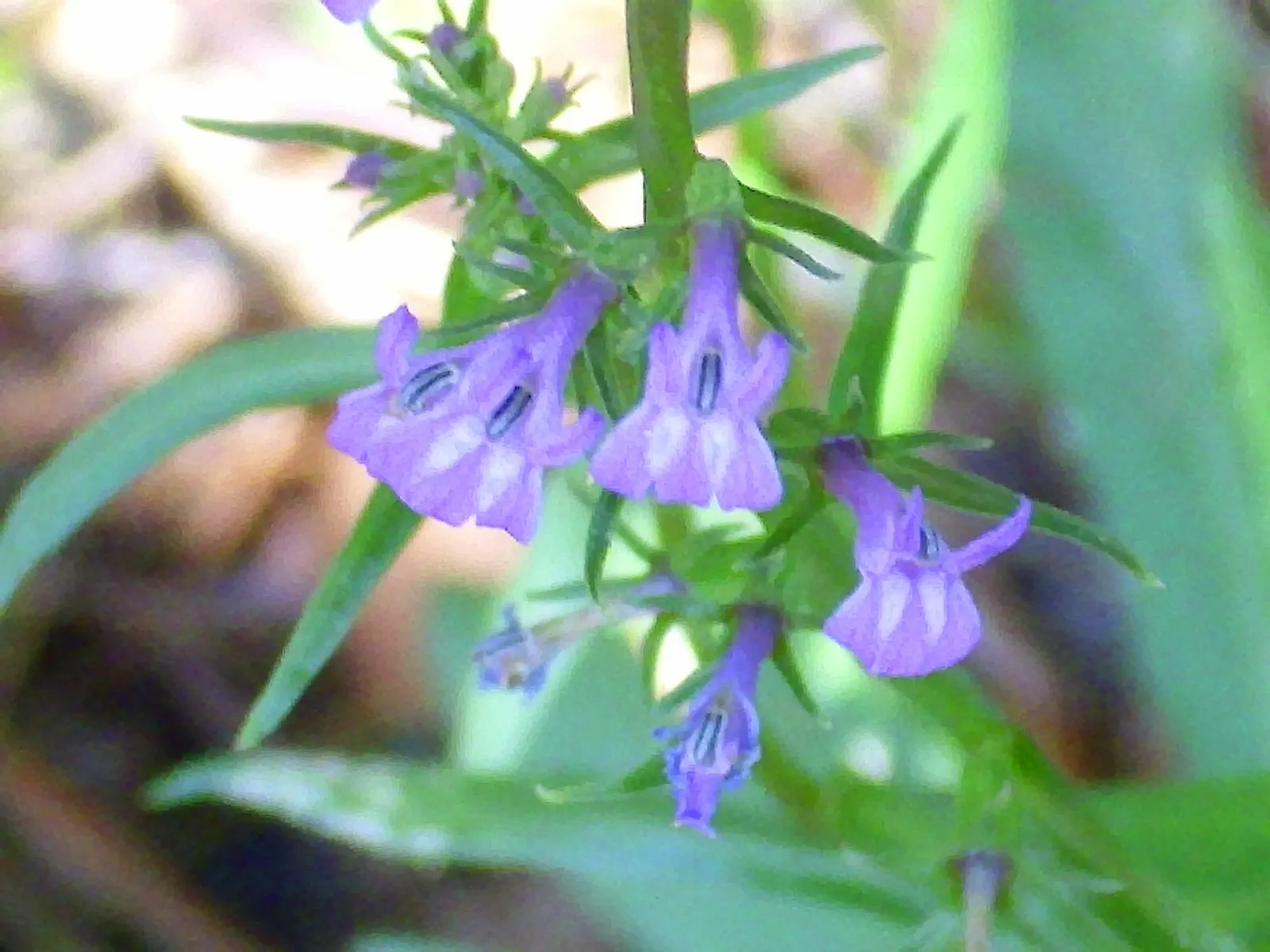 Lobelia (Lobelia Erinus) — This plant's low maintenance combined with its vibrant colors makes it an eye-catching addition to any garden