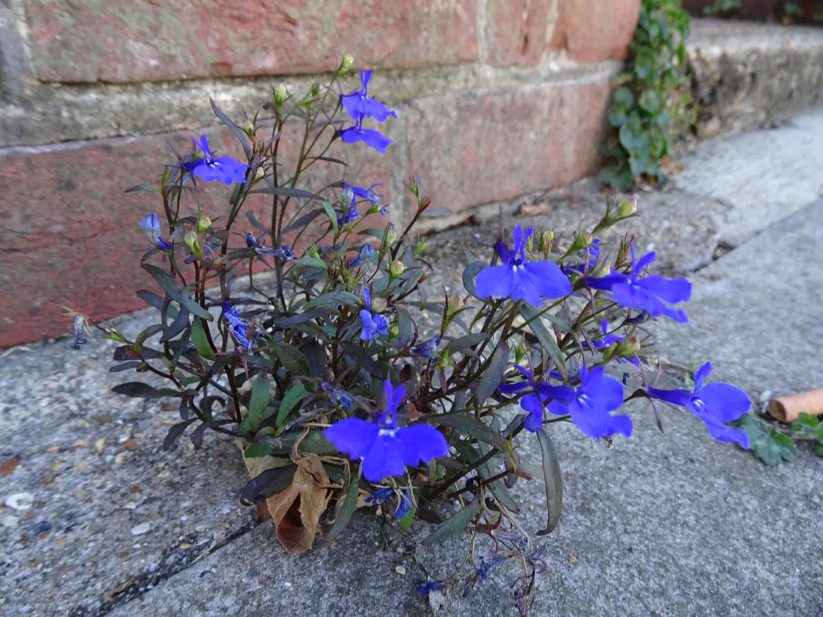 Lobelia (Lobelia Erinus) — periodic deadheading is recommended to encourage repeated flowering.<br><br>Hardy in USDA Zones 10 to 11; noted for its, image 114