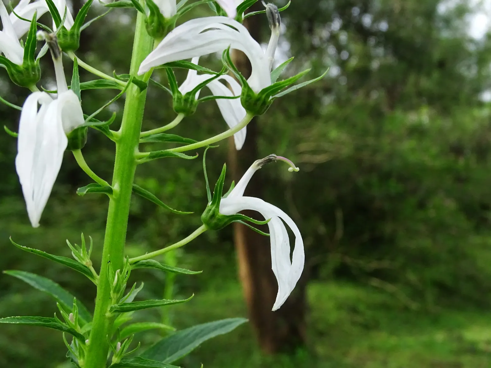 Lobelia (Lobelia Erinus) — In hotter climates, it benefits from afternoon shade to prevent wilting
