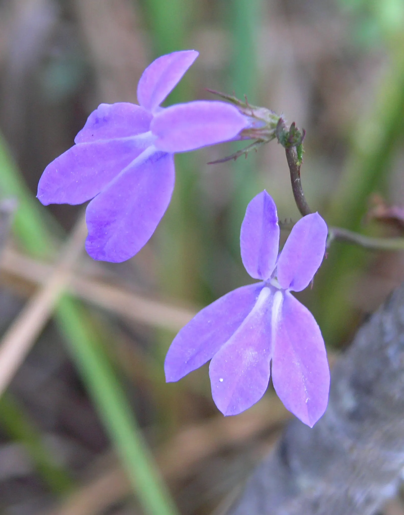 Lobelia (Lobelia Erinus) — Lobelias can tolerate cooler temperatures but generally will not survive frosts