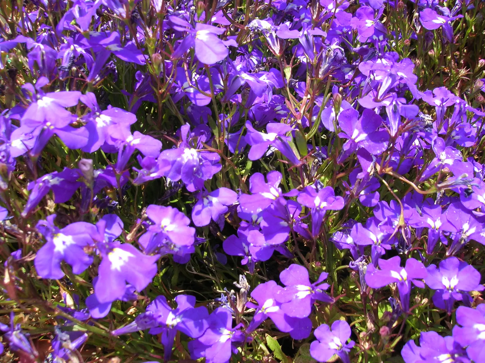 Lobelia (Lobelia Erinus) — annual / ground cover with blue and multi-colored blooms; the flowers come in an array of colors, image 119