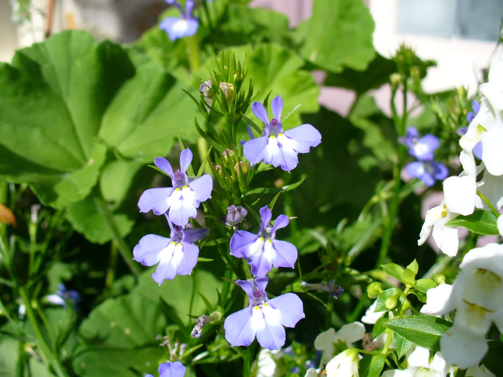 Lobelia (Lobelia Erinus) — Deadheading encourages continued blooming from late spring into early fall; blue and multi-colored flowers in the garden, image 127