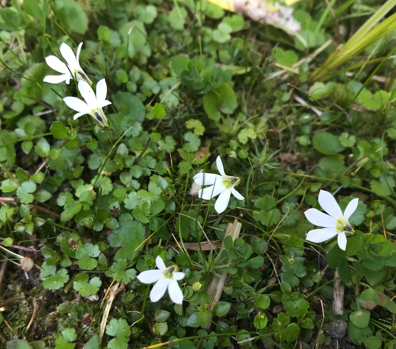 Lobelia (Lobelia Erinus) — predominantly in shades of blue; and thrives in USDA zones 10-11