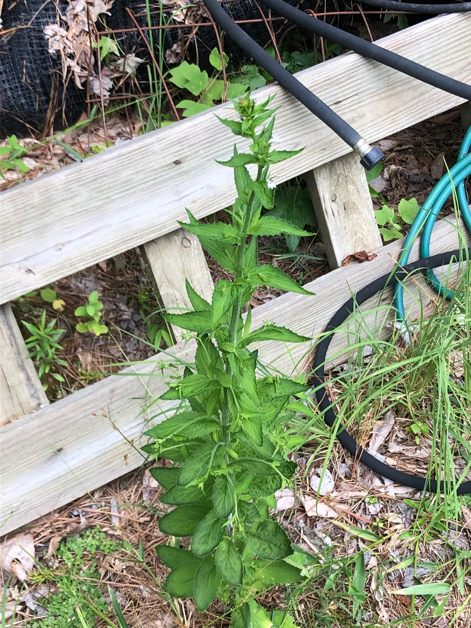 Lobelia (Lobelia Erinus) — it presents a mounded form that works exceptionally well in borders or as an edging plant; reaching 3-6 inches in height with a
